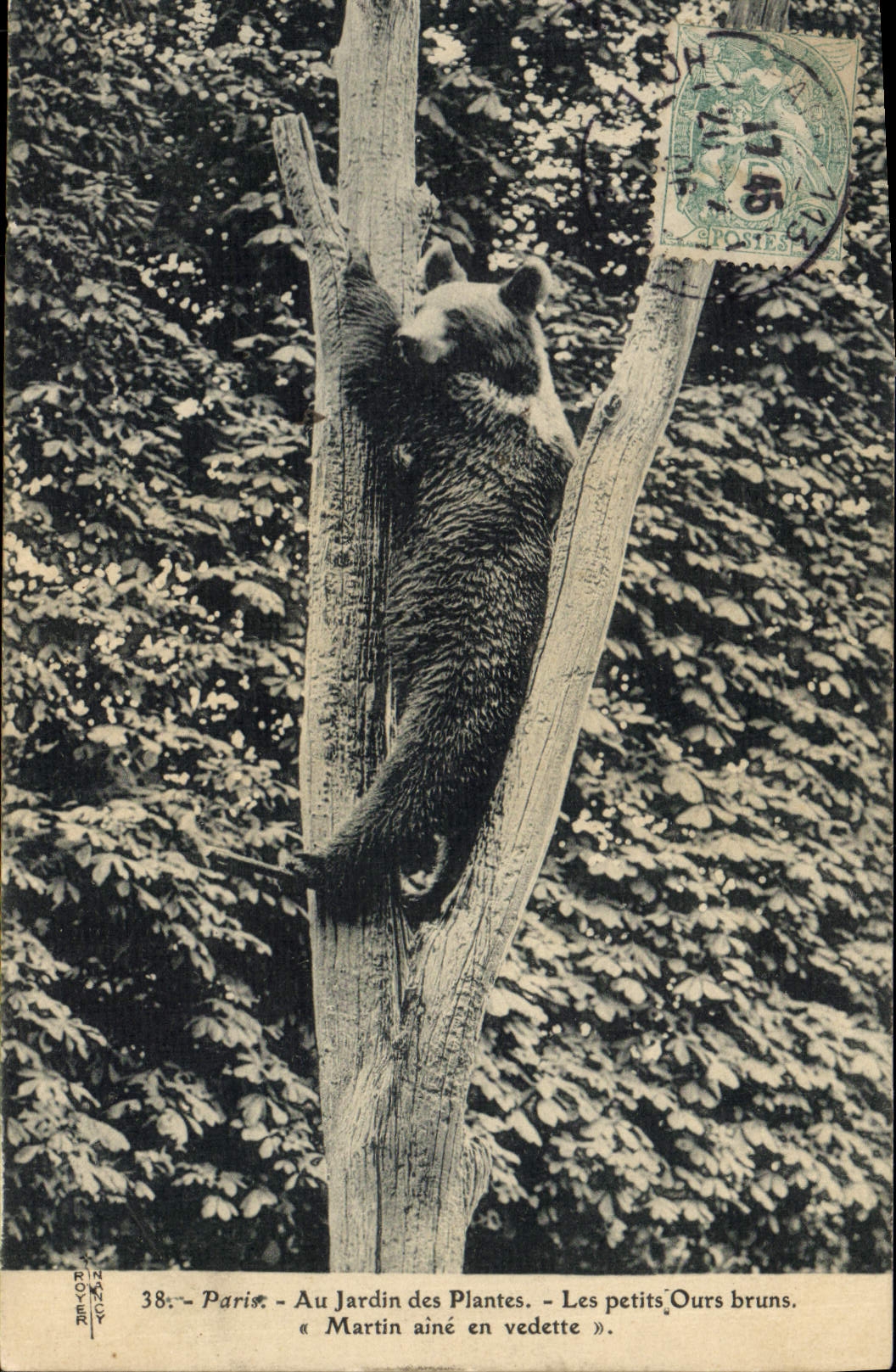 CPA Ours Paris Au jardin des plantes Les petits ours bruns Martin aine en vedette