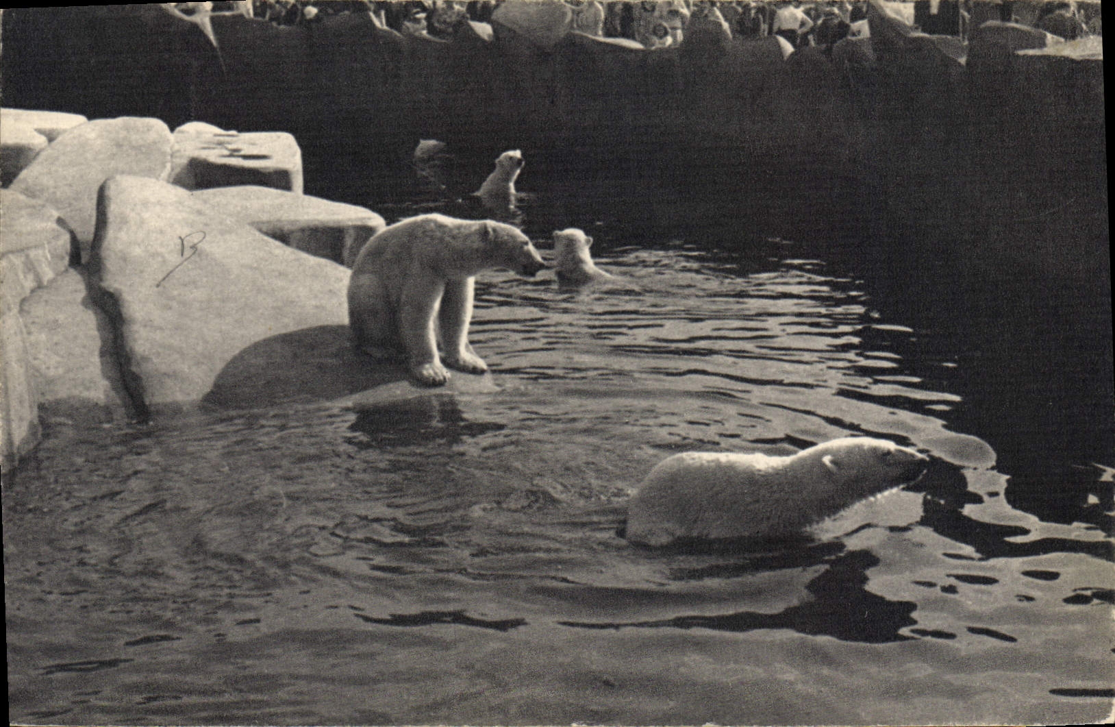 CPA Ours blanc Parc zoologique Bois de Vincennes Paris