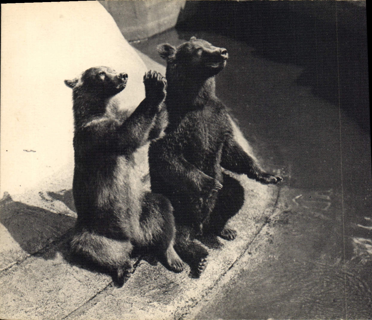 CPA Ours Parc zoologique Bois de Vincennes Paris Un couple d'ours bruns