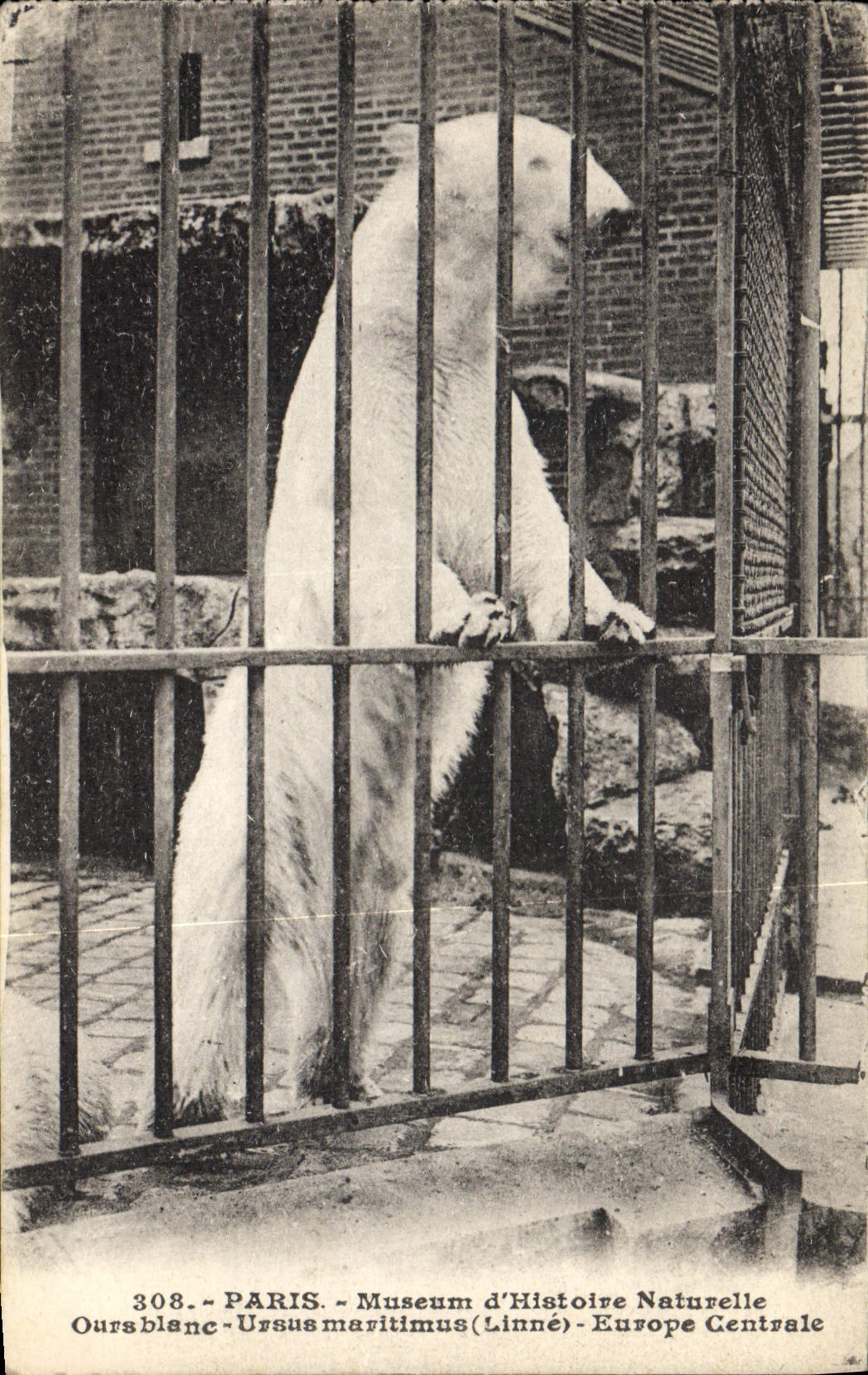 CPA Ours Paris Museum d'histoire naturelle L'ours blanc Europe centrale