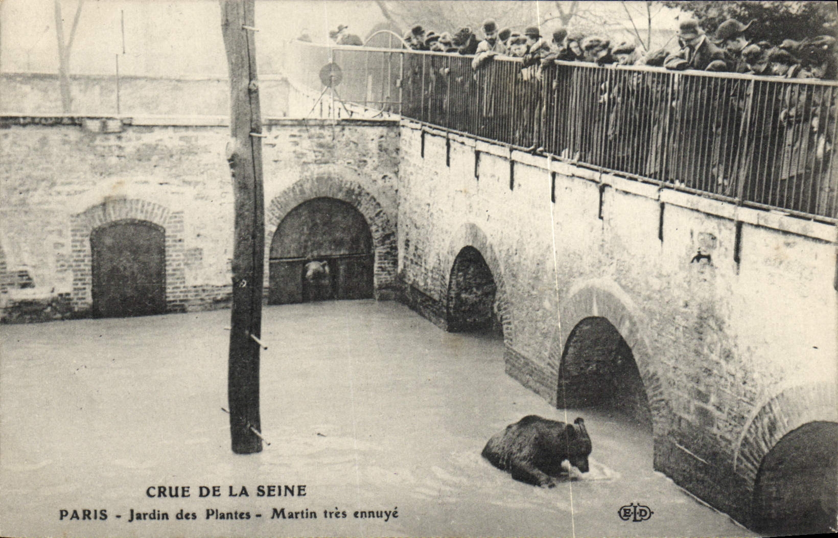 CPA Ours Paris Crue de la Seine Martin tres ennuye