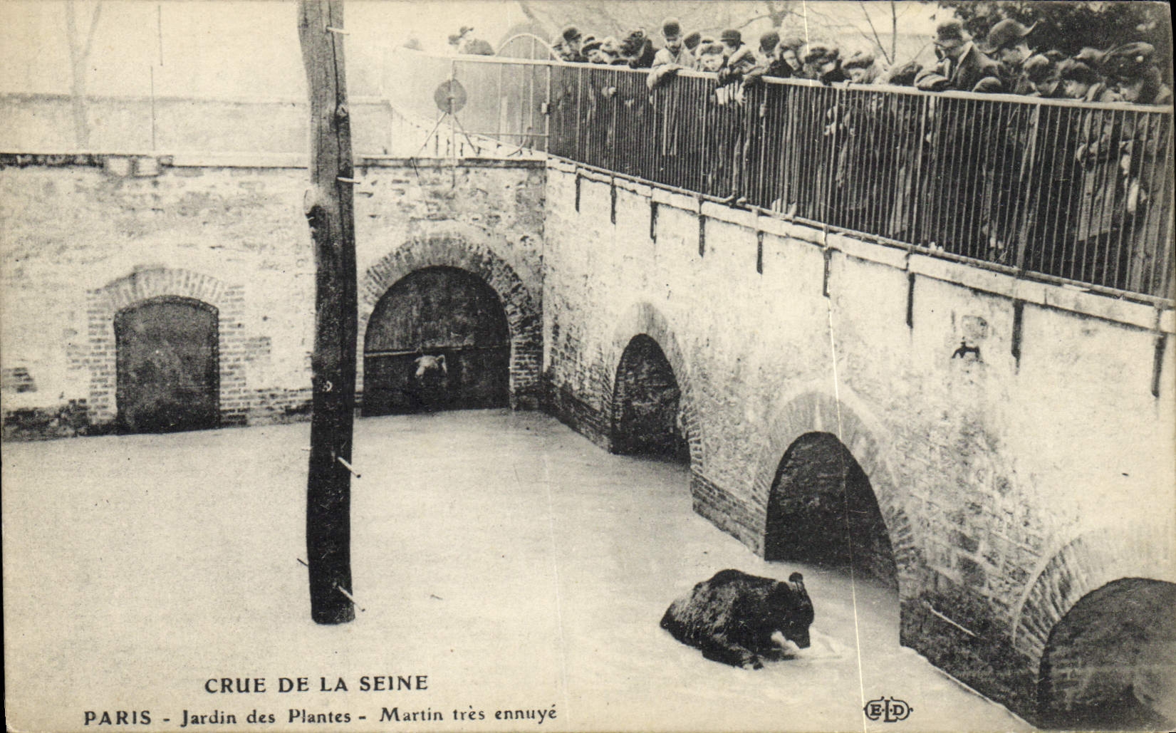 CPA Ours Paris Crue de la Seine Jardin des plantes Martin tres ennuye