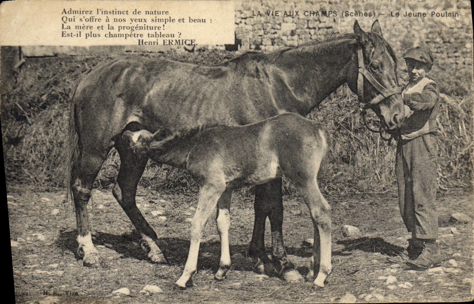 CPA Folklore Le jeune poulain Cheval 