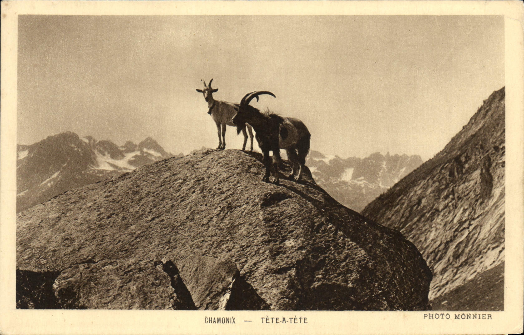 VINTAGE POSTCARD Chevre Chamonix Tete has head