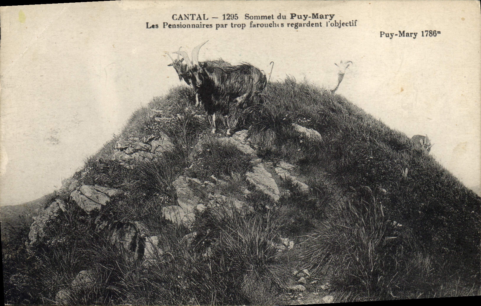 VINTAGE POSTCARD Chevre Cantal Summit of Puy-Mary the boarders far too savage look at the objective