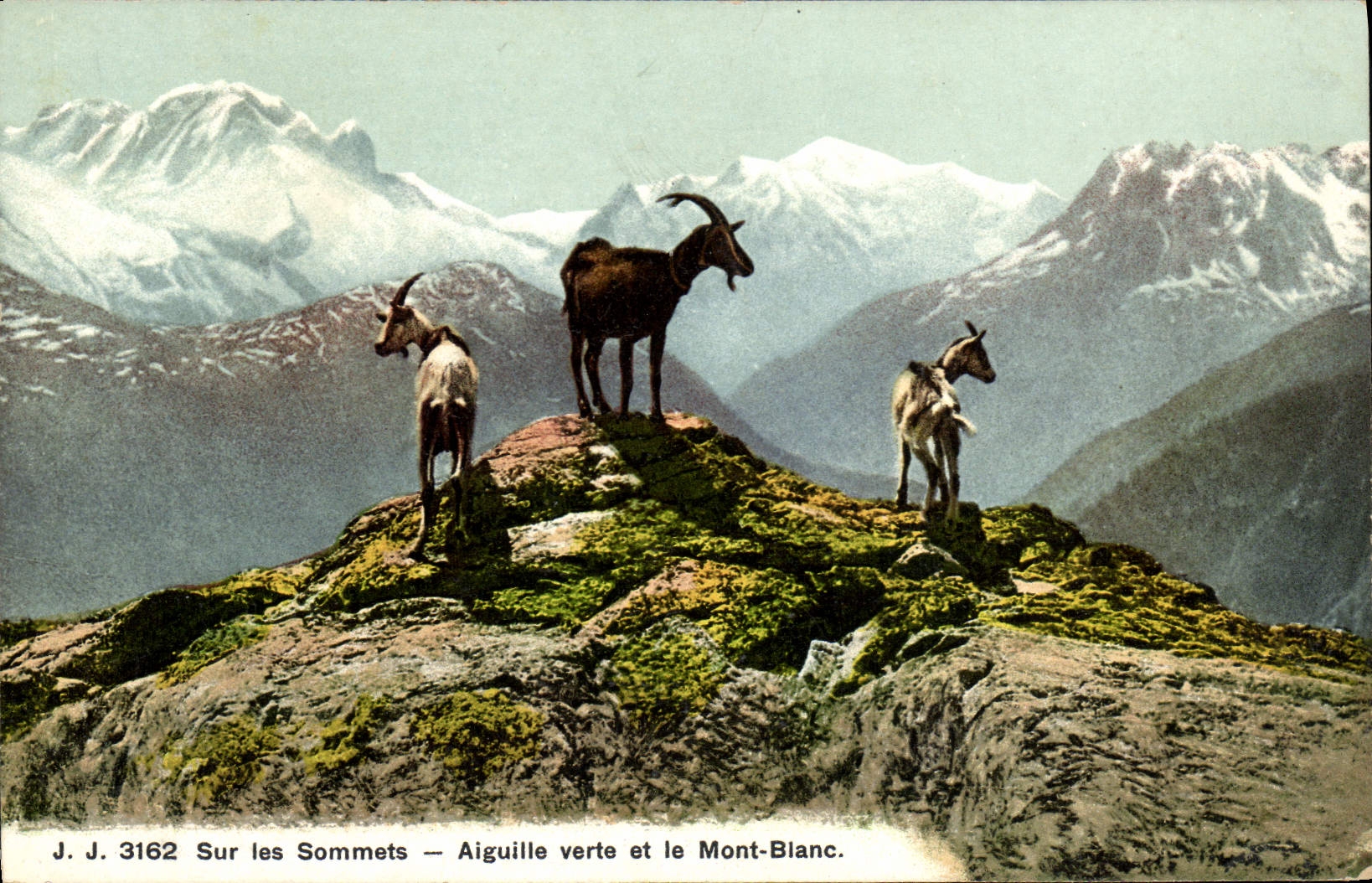 CPA Chevre Sur les sommets Aiguille verte et le Mont Blanc 