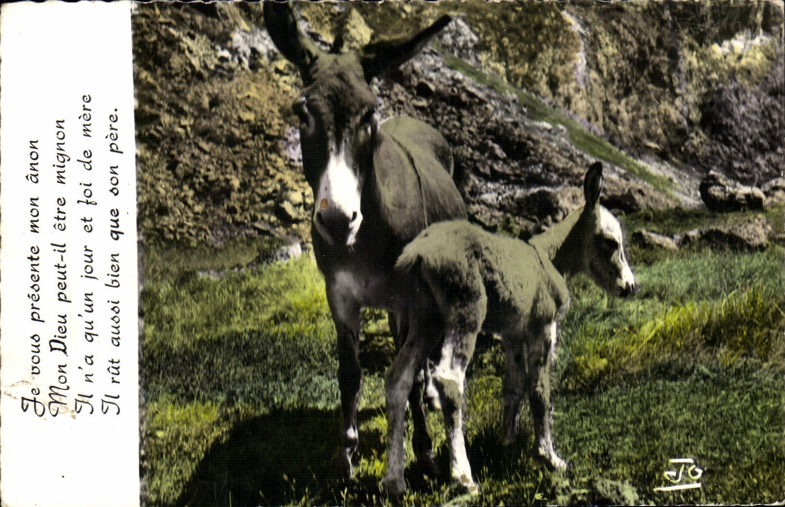 VINTAGE POSTCARD Ass Mule the Alps She-ass and haddock