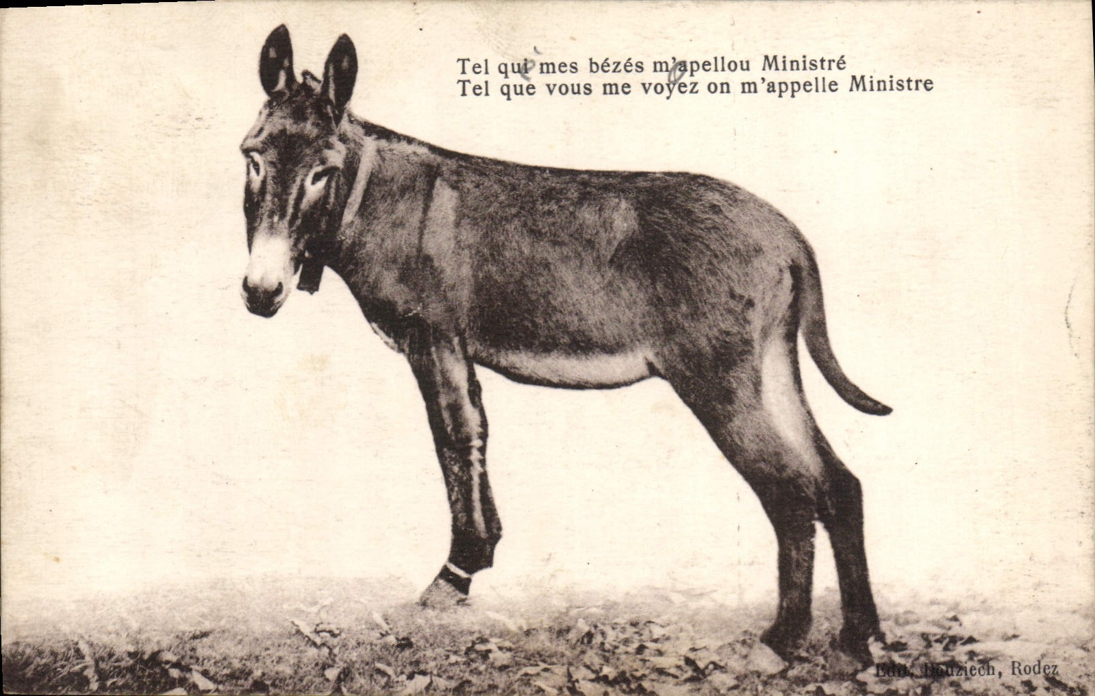 CPA Ane Mule 