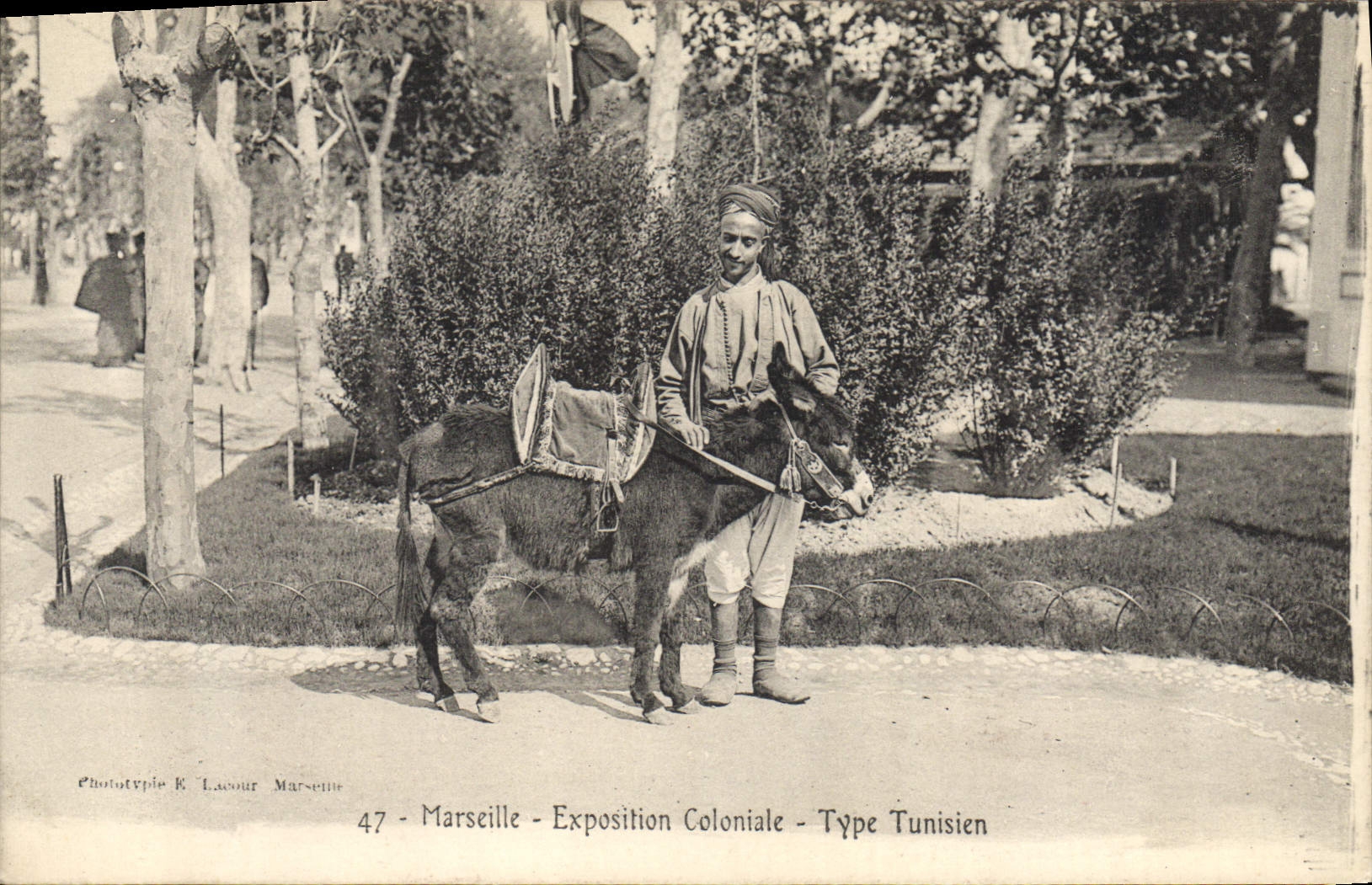 De la VENDIMIA de la POSTAL del asno de Marsella de la mula tipo tunecino colonial favorablemente