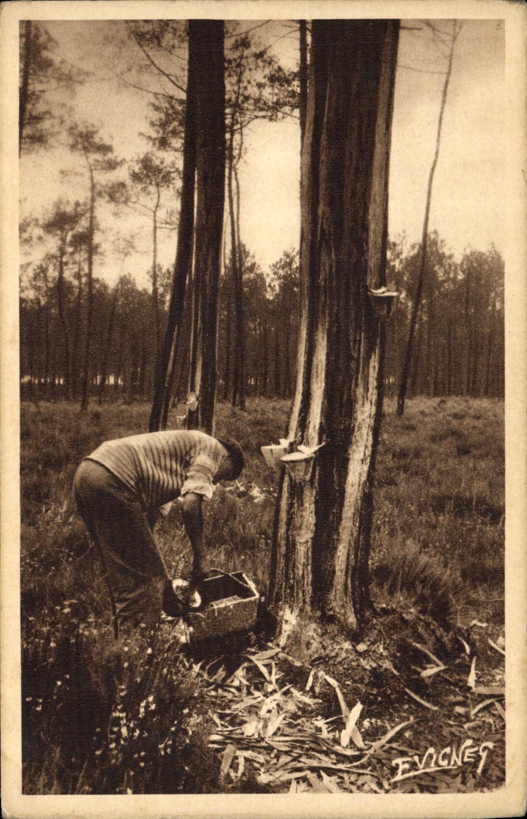 CPA Folklore Paysages landais Recolte de la gemme 