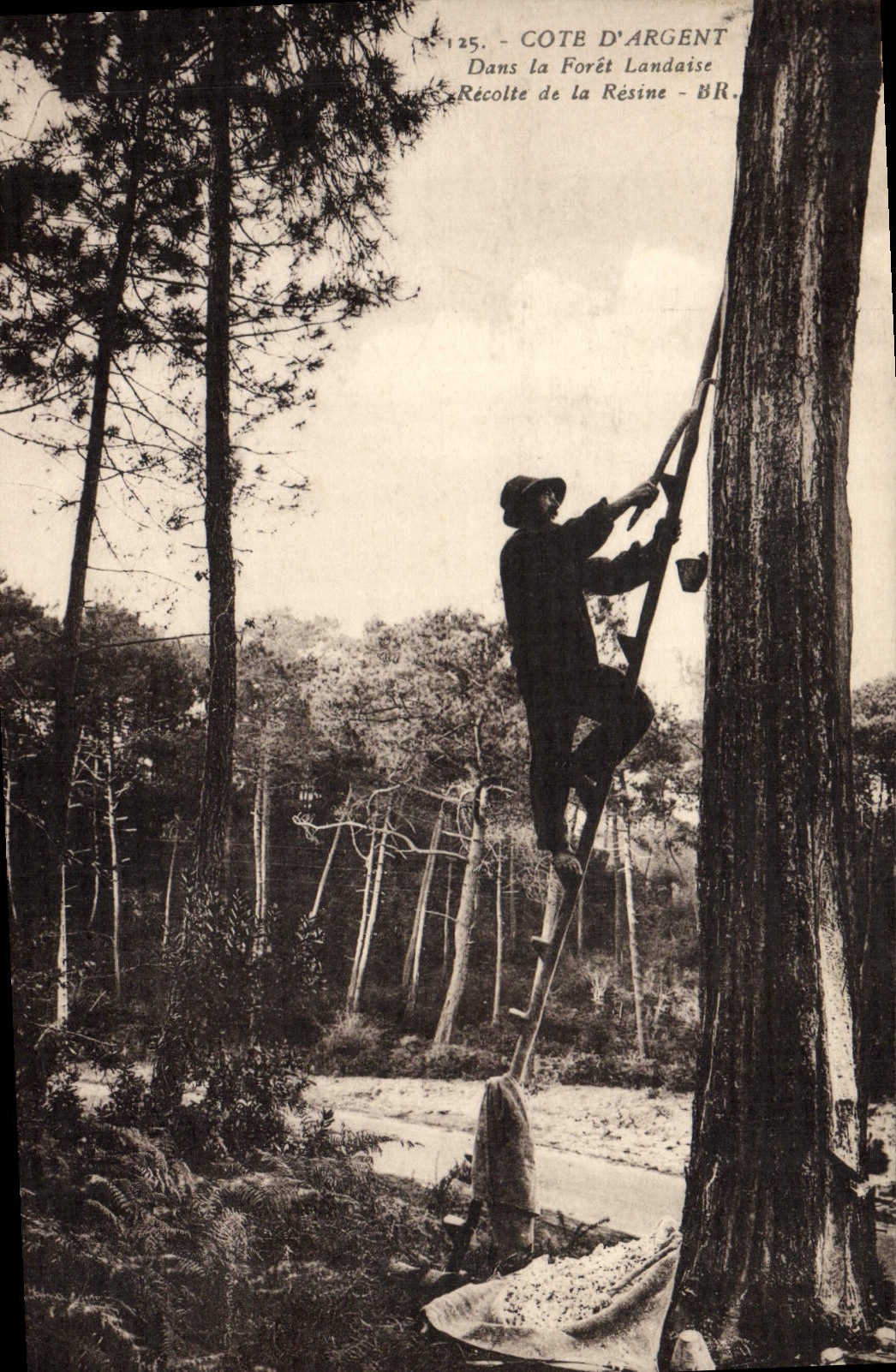 VINTAGE POSTCARD Folklore Dimensions Money In the drill landaise the harvest of the resin