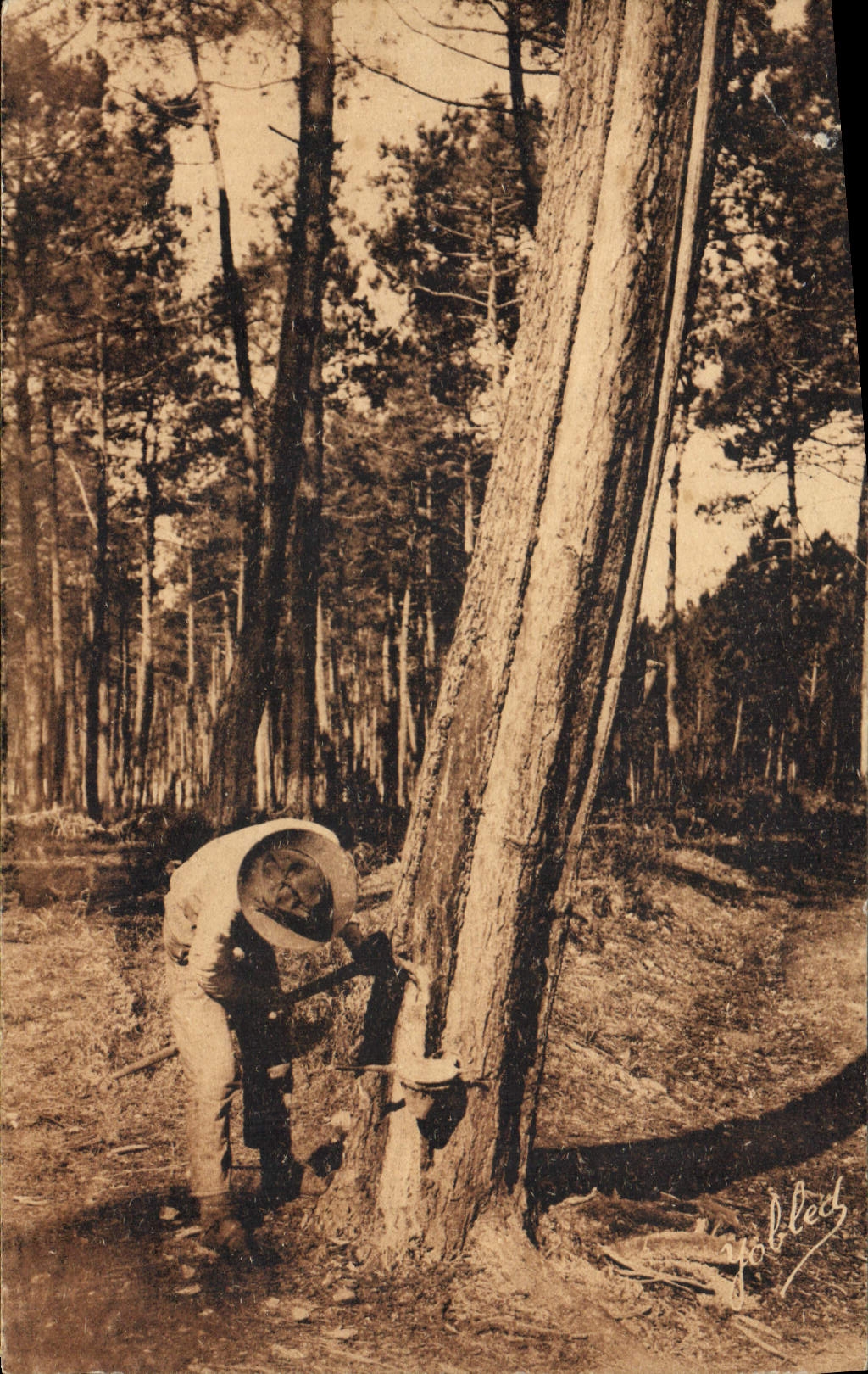 VINTAGE POSTCARD Property owners' syndicate of the forest Owners of the southern part of Charente