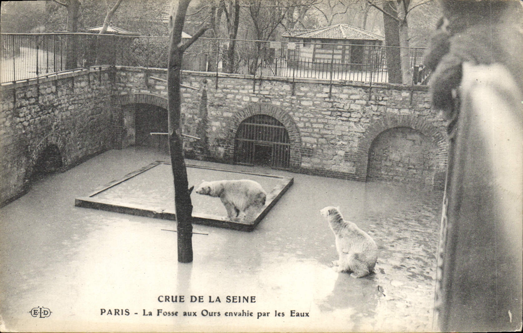 CPA Ours Paris Crue de la Seine La fosse aux ours envahie par les eaux