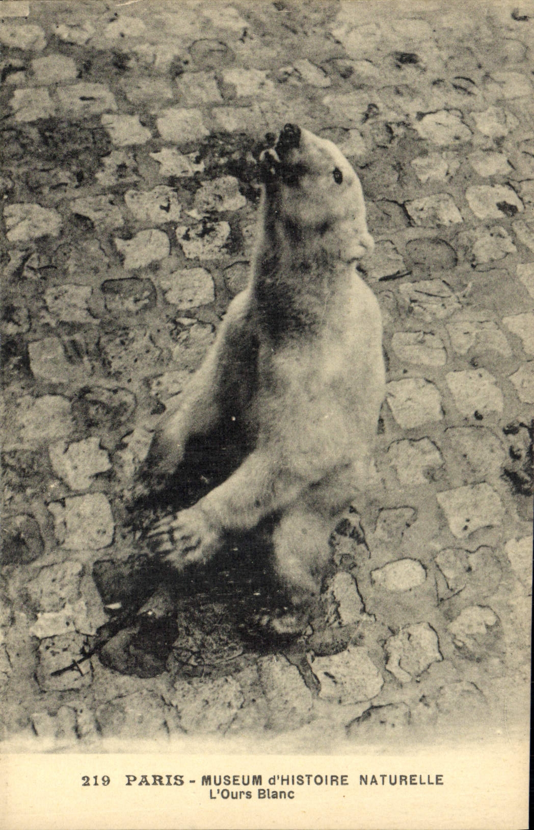 CPA Ours Paris Museum d'Histoire Naturelle L'ours blanc 