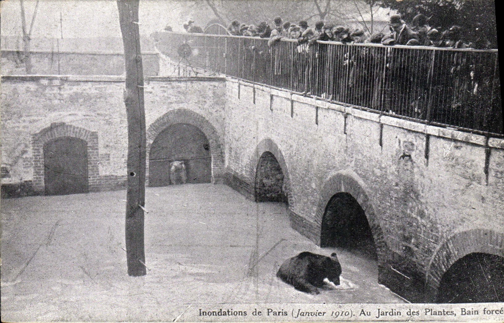 CPA Ours Inondations de Paris Janvier 1910 Au jardin des plantes Bain force 