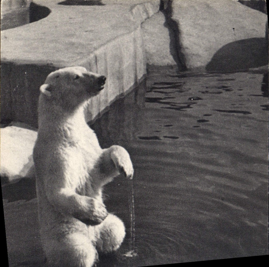 CPA Ours Paris Museum d'Histoire Naturelle Parc zoologique du Bois de Vincennes Un ours blanc 