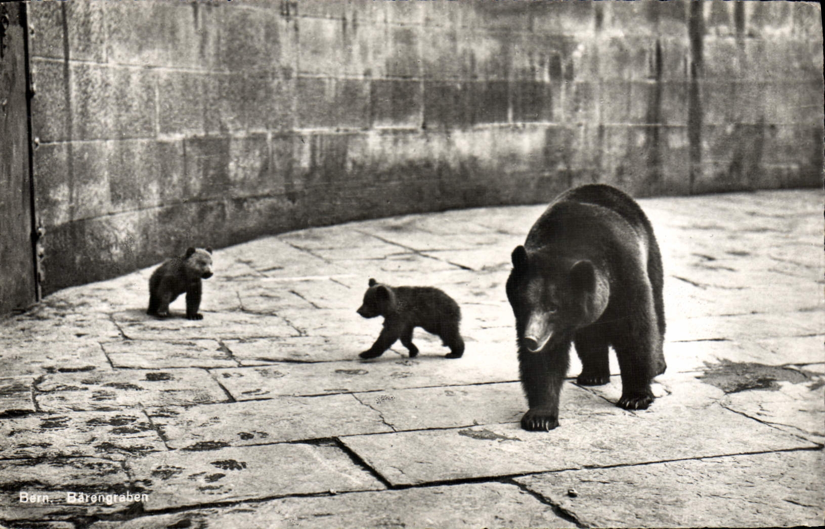 CPM Ours Berne La fosse aux ours 