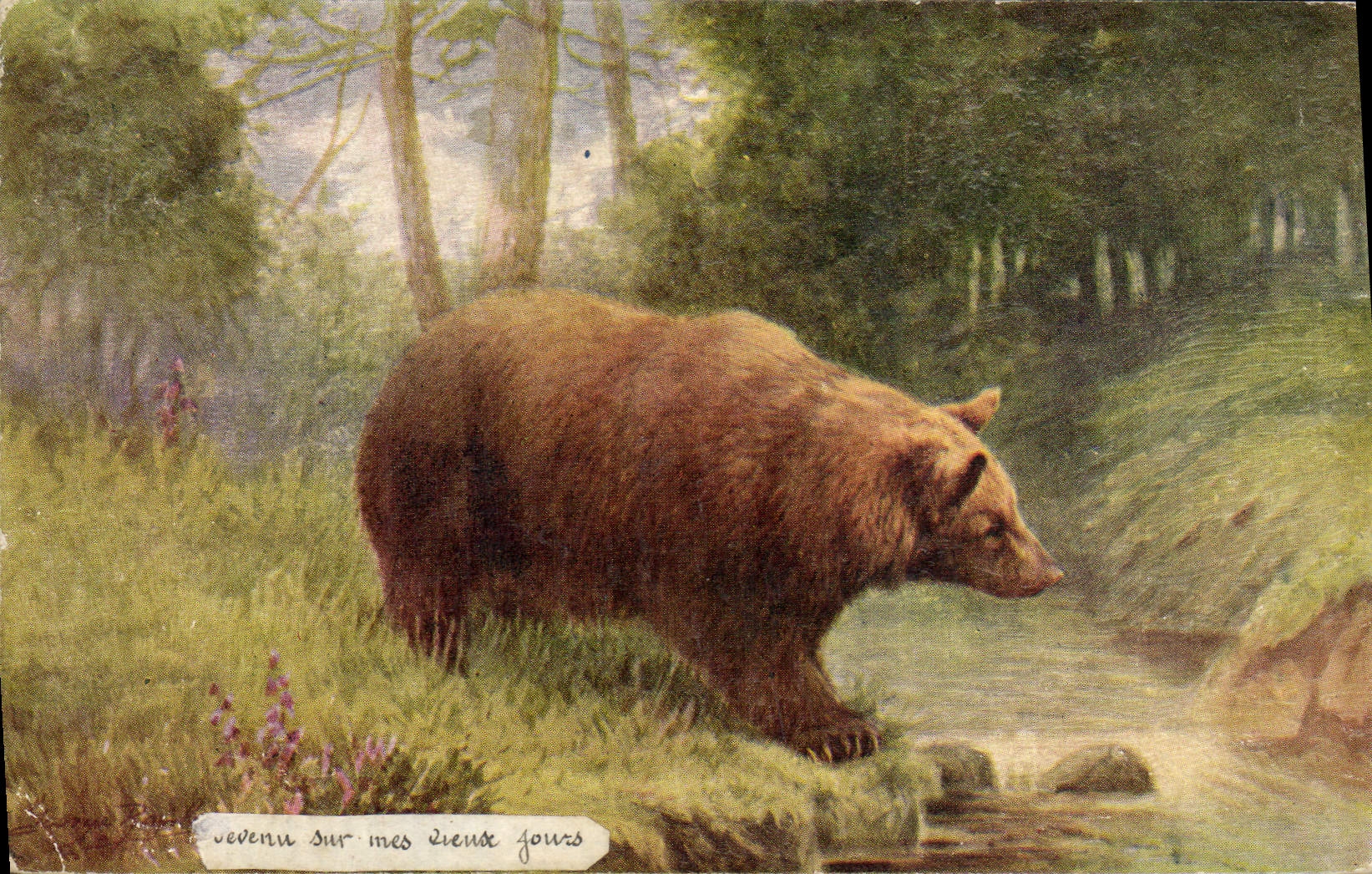 CPA Ours brun