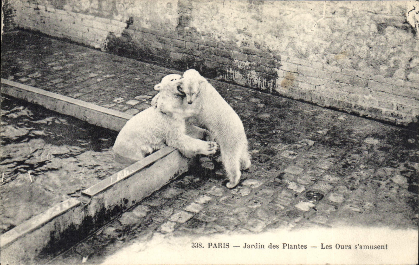 CPA Ours Paris Jardin des plantes Les ours s'amusent