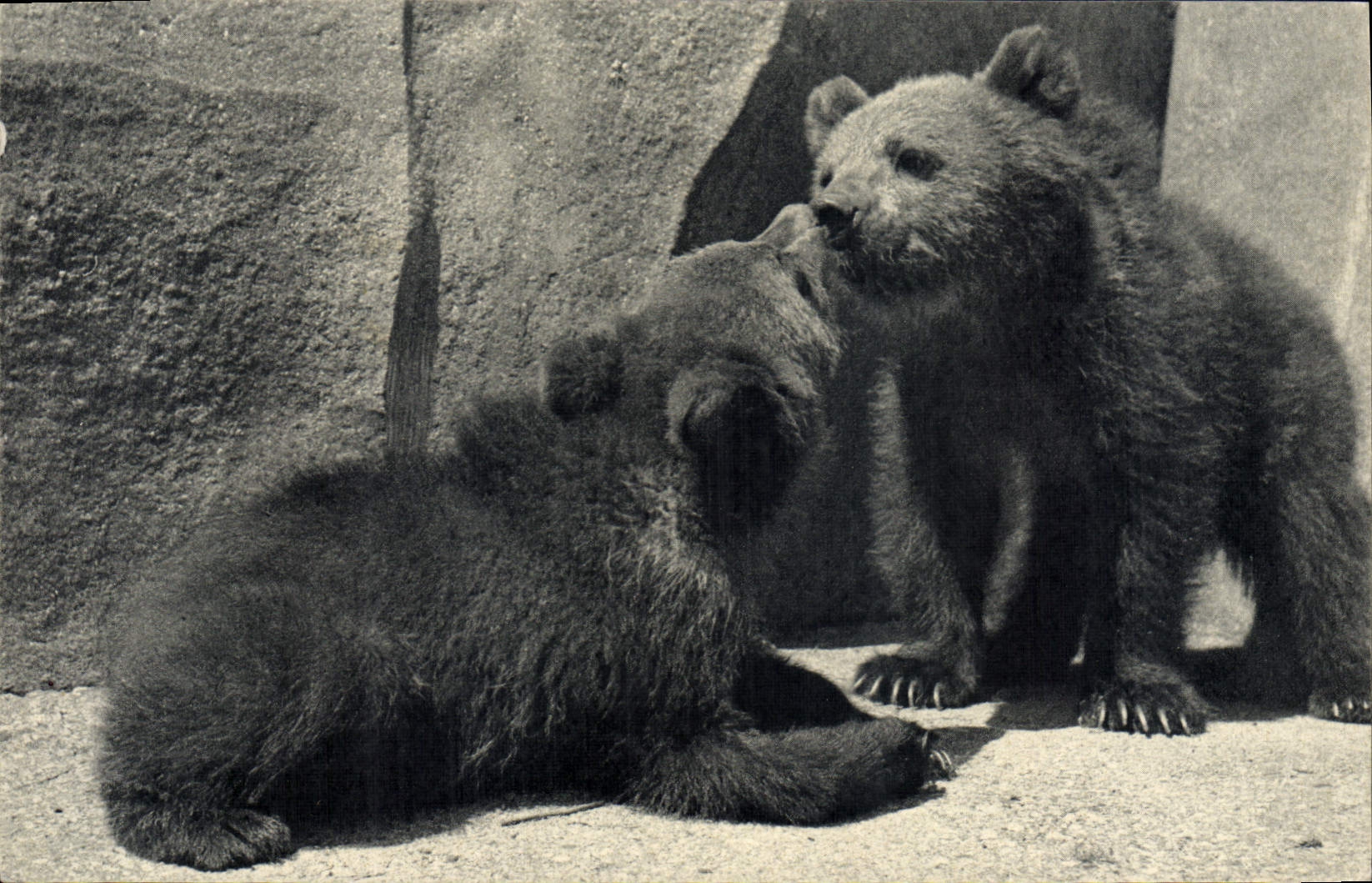 CPA Ours Paris Museum d'Histoire Naturelle Parc zoologique du Bois de Vincennes Ours bruns