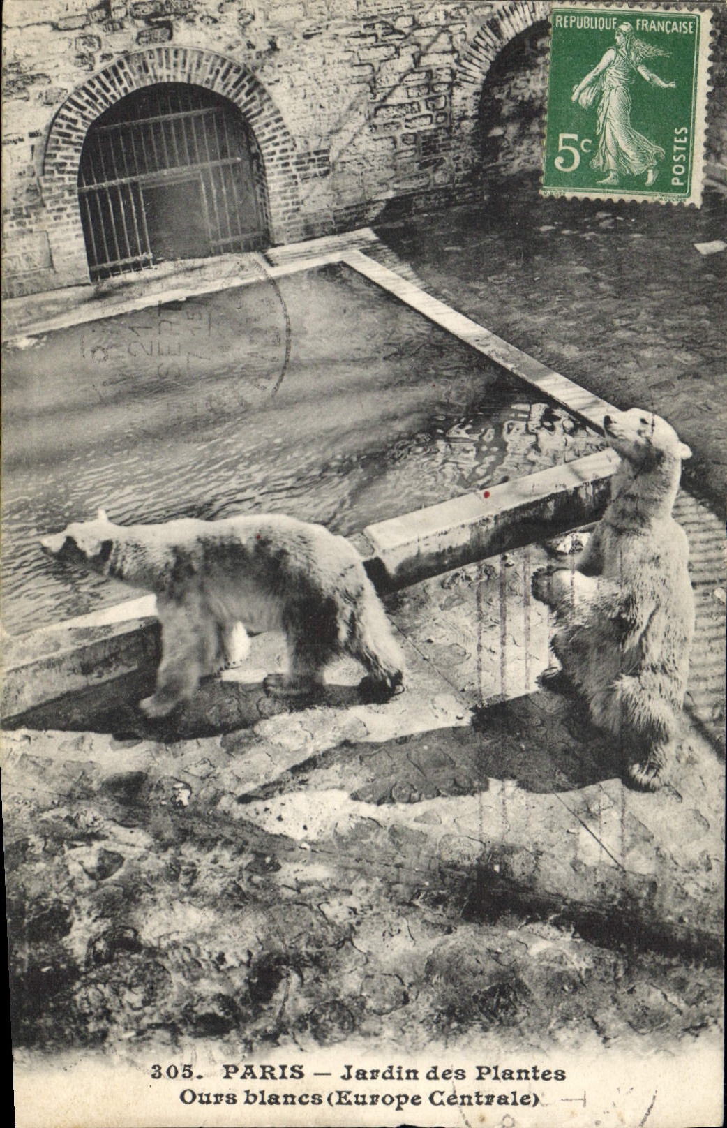 CPA Ours Paris Jardin des Plantes Ours blancs Europe centrale