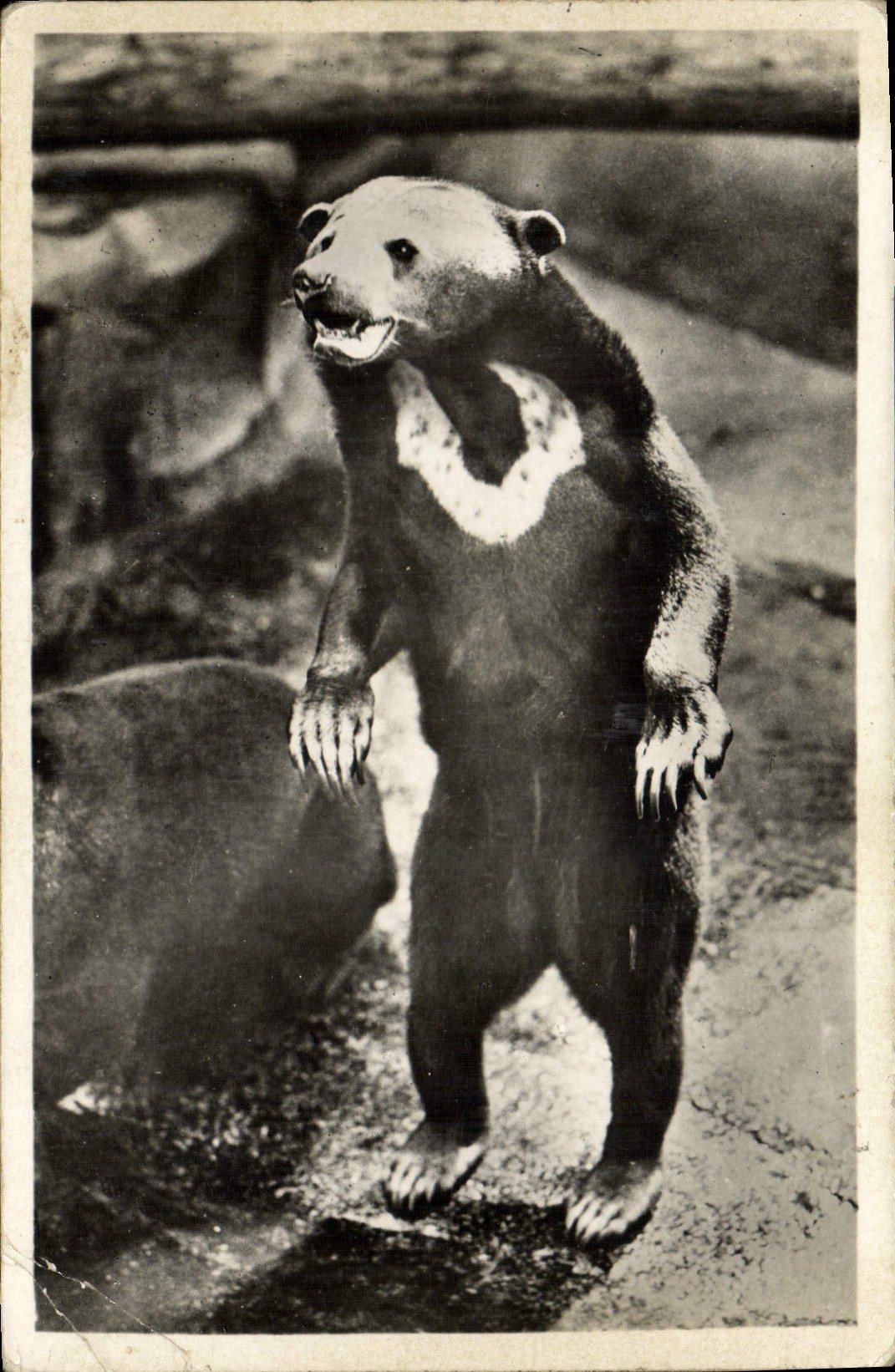 CPA Ours Paris Museum d'Histoire Naturelle Parc zoologique du Bois de Vincennes Un ours des cocotiers
