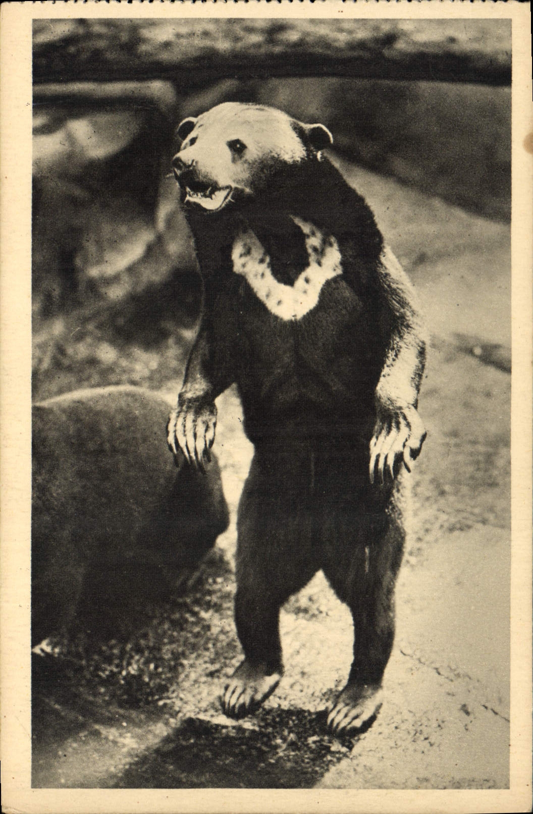 CPA Ours Paris Museum d'Histoire Naturelle Parc zoologique du Bois de Vincennes Un ours des cocotiers