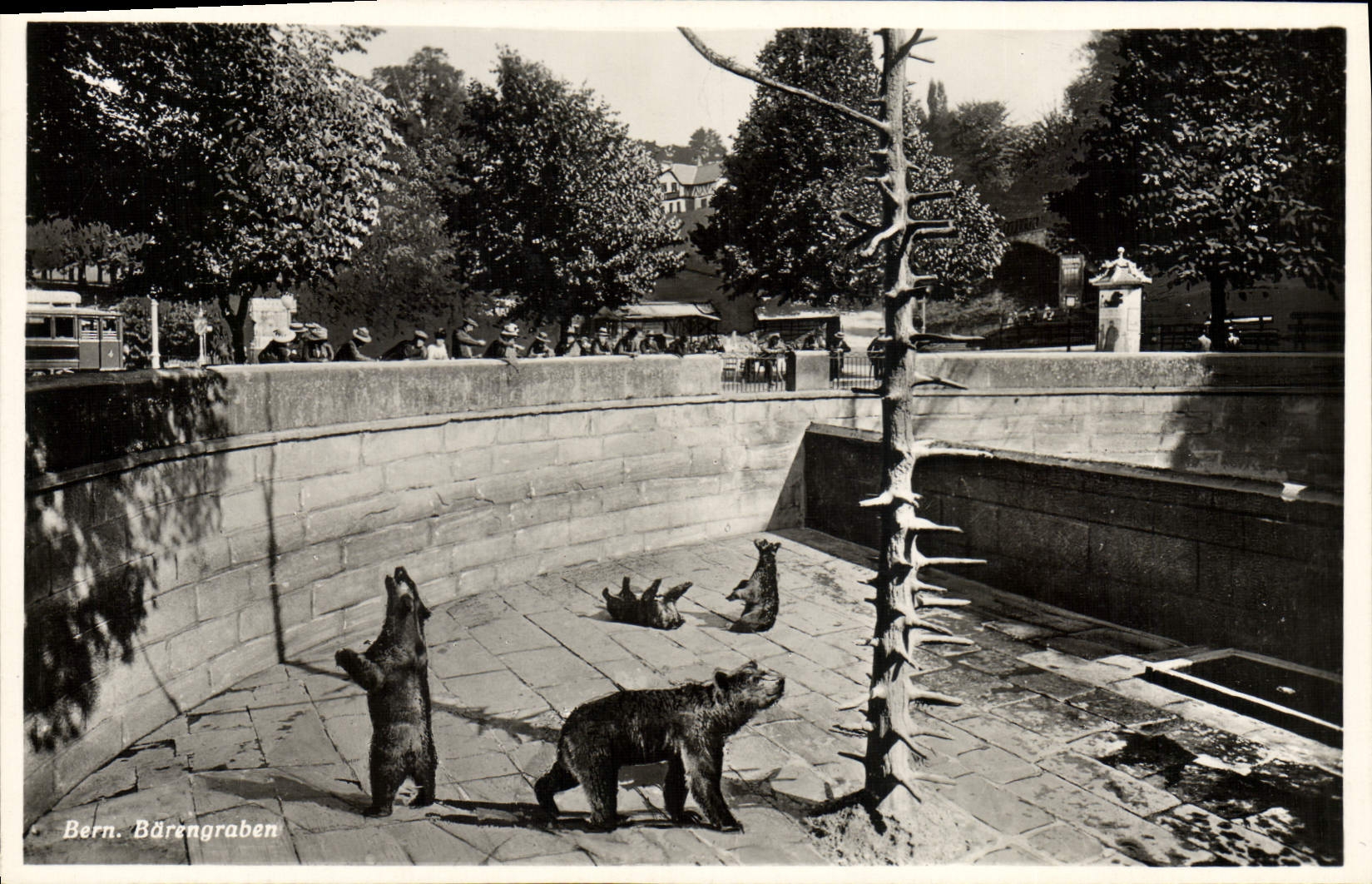 CPA Ours Bern Barengraben 
