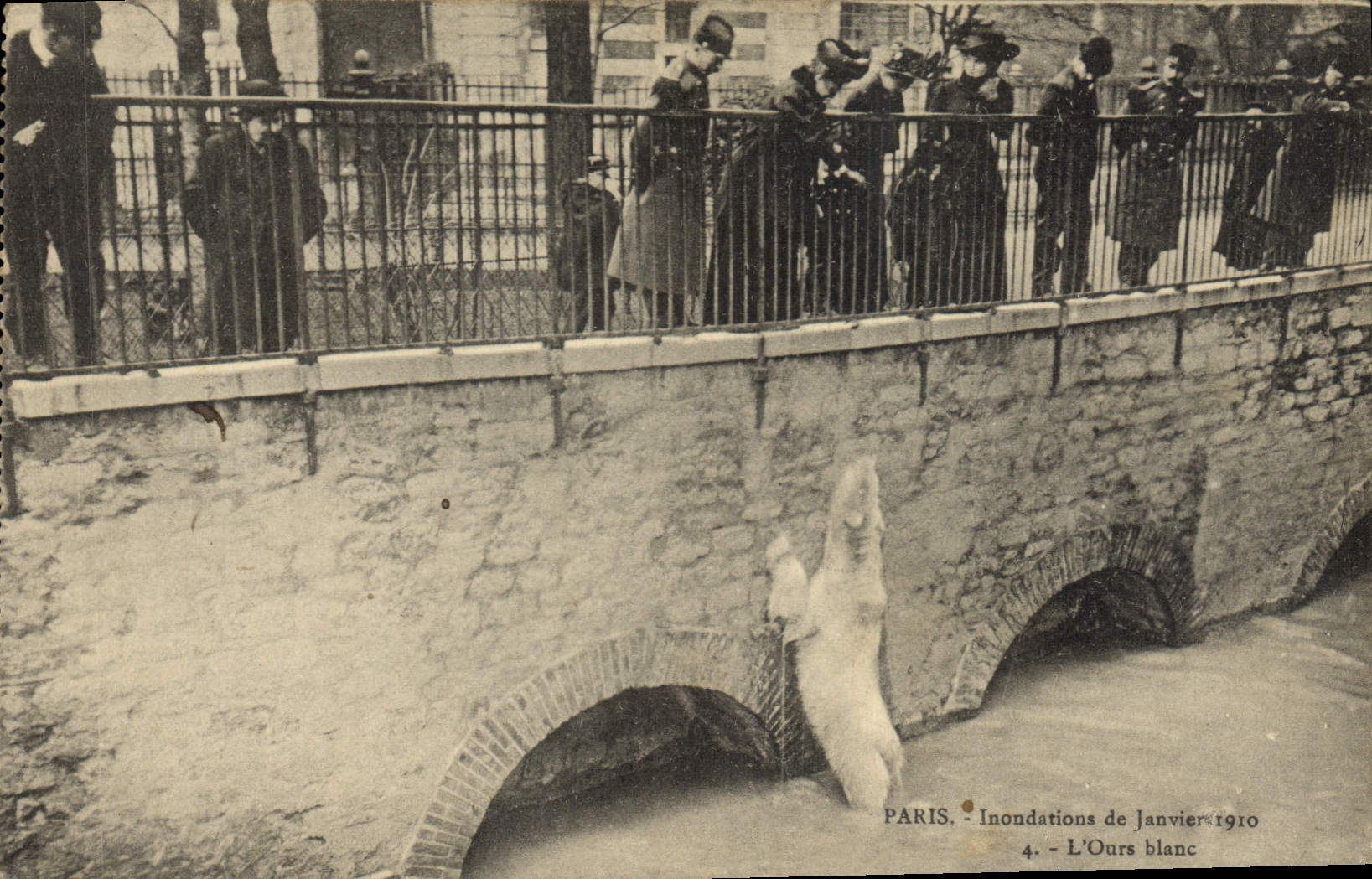 VINTAGE POSTCARD Bear Paris Floods of January 1910 the polar bear