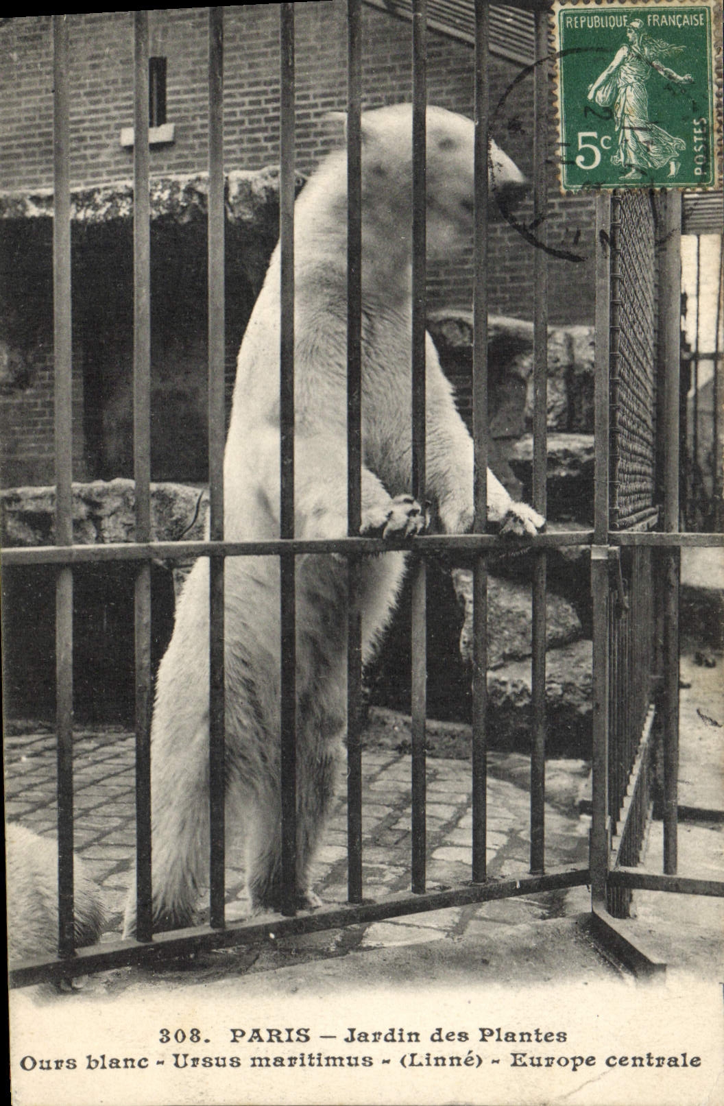 VINTAGE POSTCARD Bear Paris Botanical garden Polar bear Ursus Maritimus Linne Central Europe