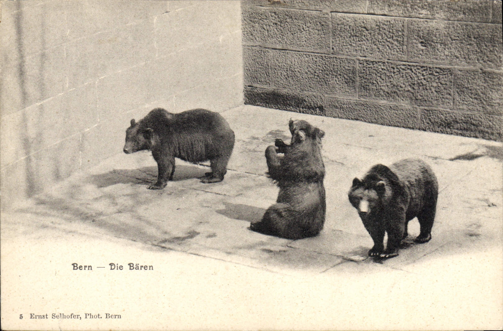 VINTAGE POSTCARD Bear Bern Die Baren