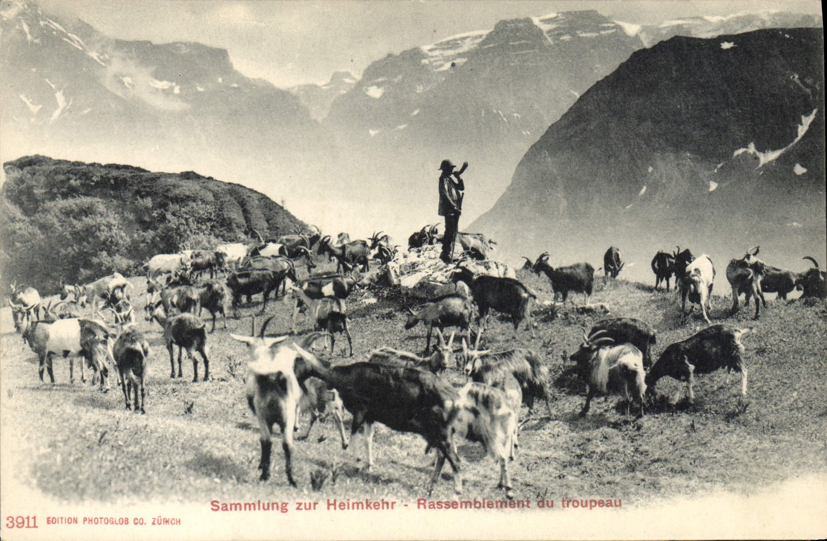 VINTAGE POSTCARD Goat Gathering of the herd