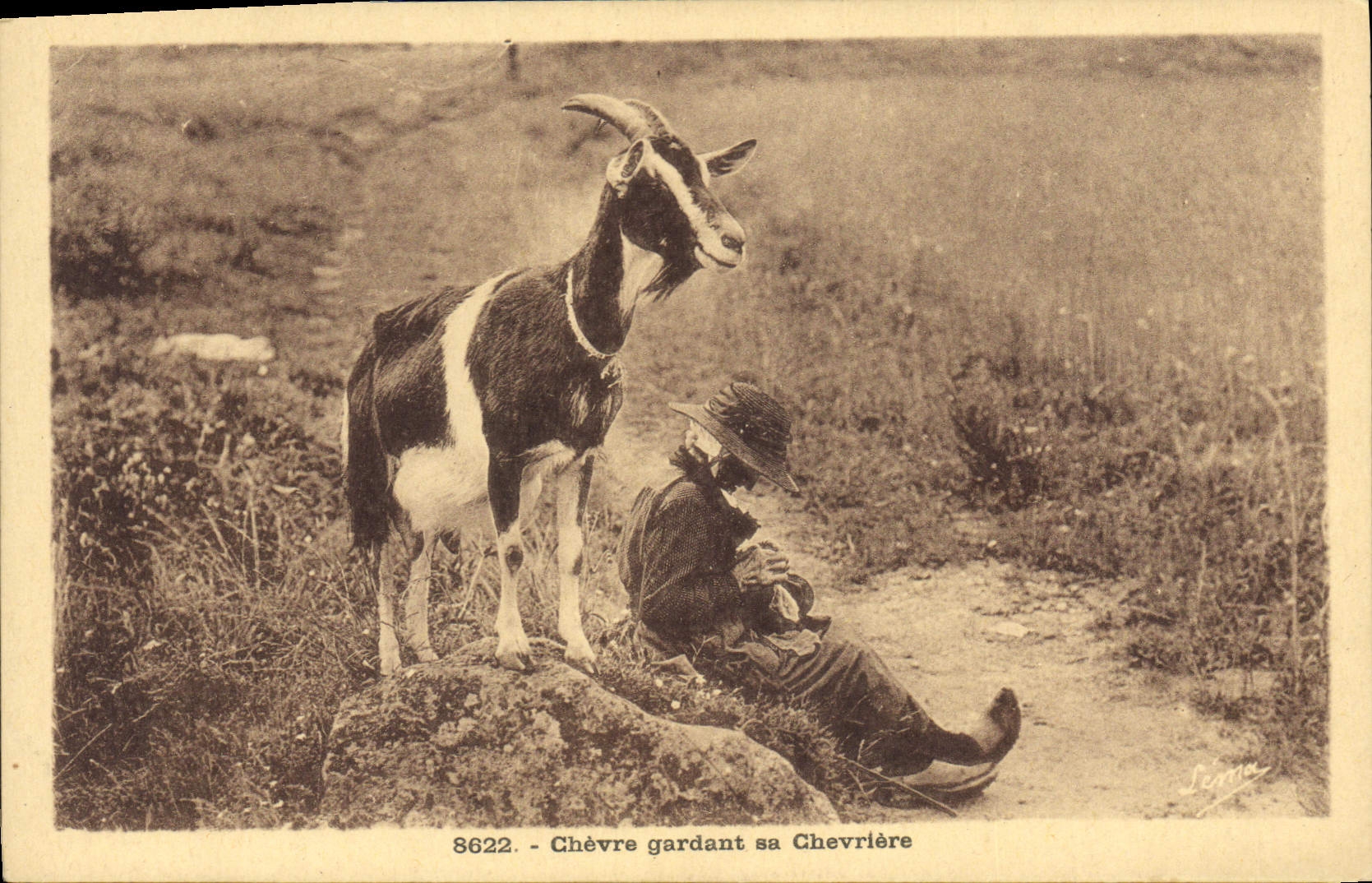 VINTAGE POSTCARD Goat keeping its chevriere