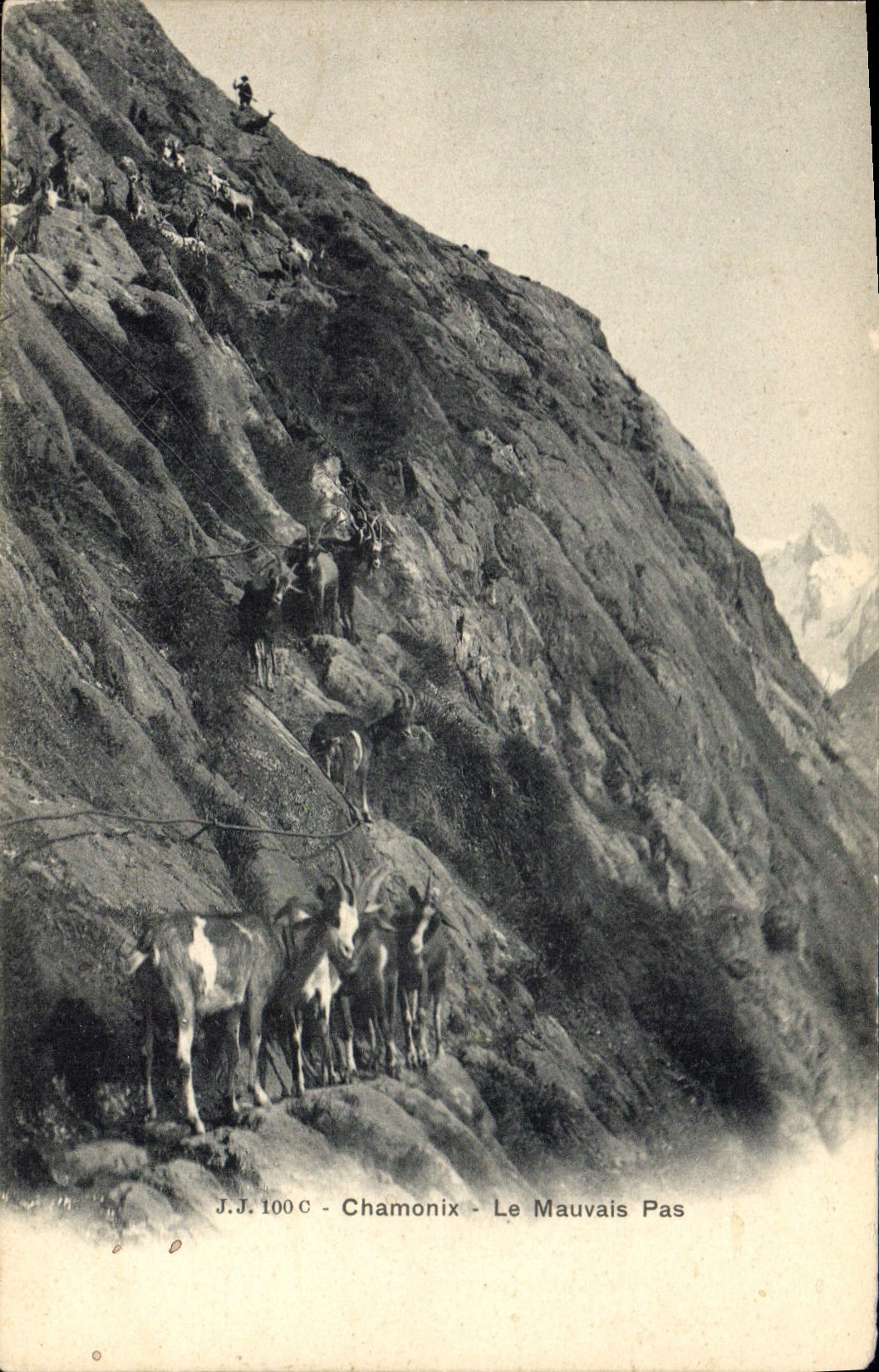VINTAGE POSTCARD Chamonix Goat the bad step