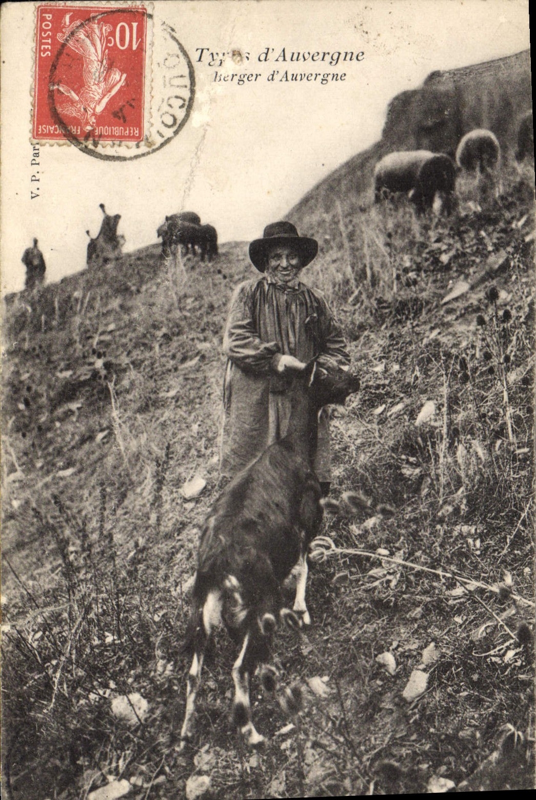 Tipos de la cabra de la POSTAL de la VENDIMIA de pastor de Auvergne