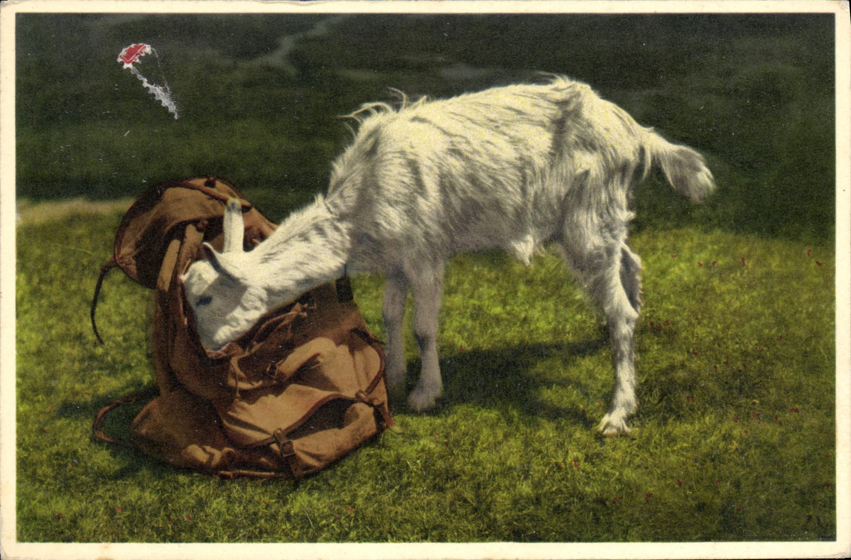 VINTAGE POSTCARD Goat Gitzi auf Besuch