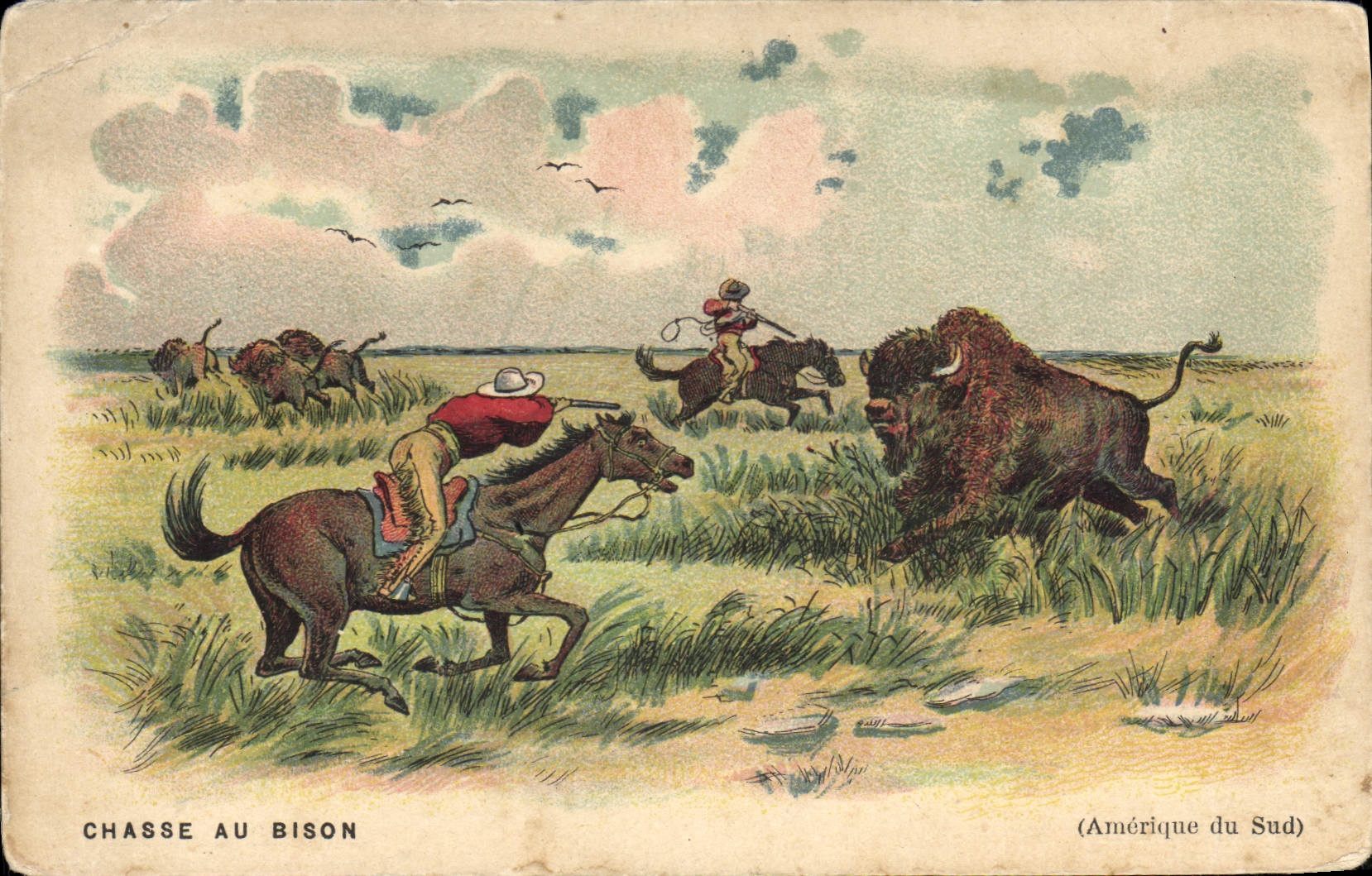VINTAGE POSTCARD Far West Cow Boy Drives out with the America bison of the South