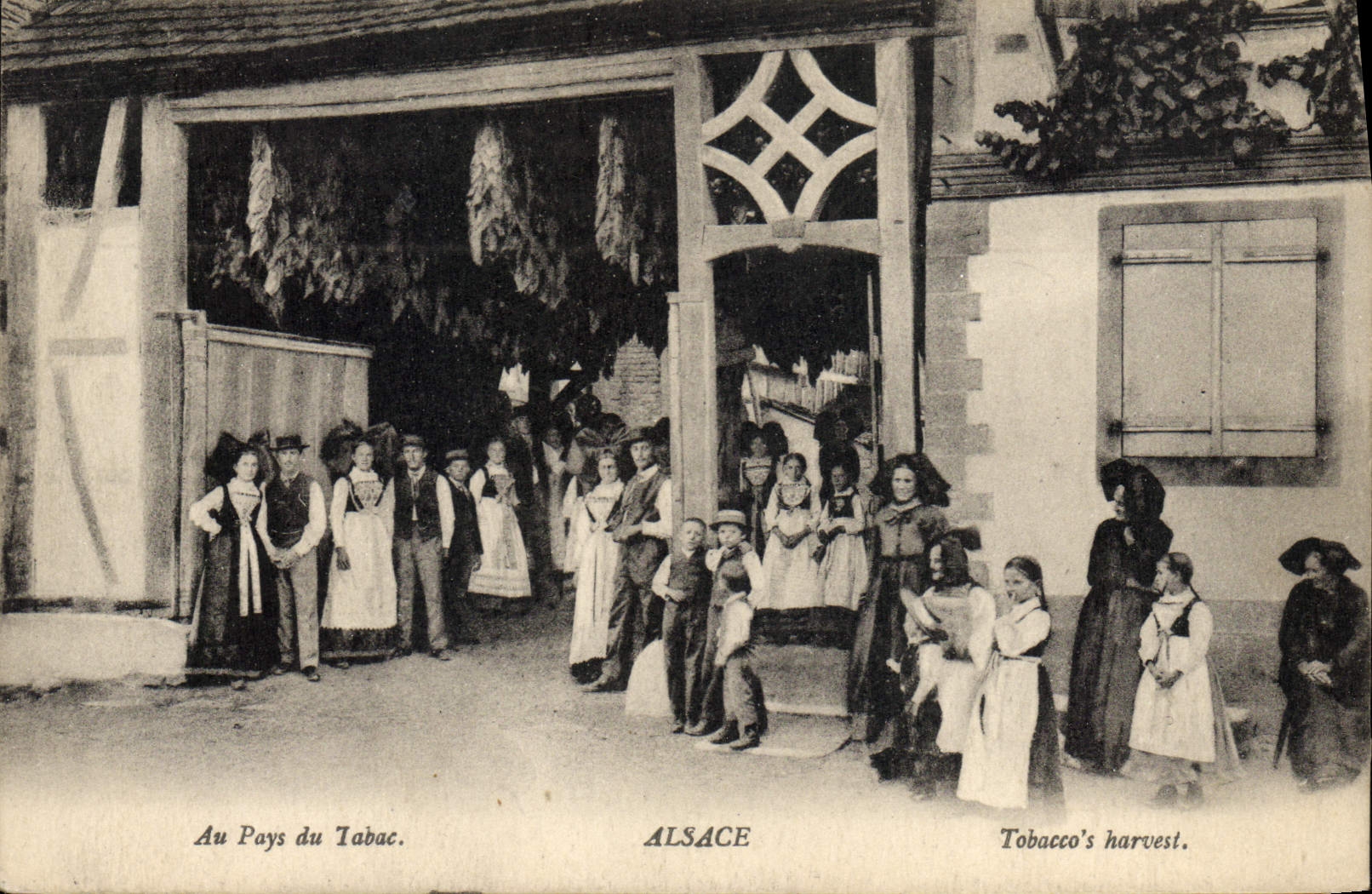 VINTAGE POSTCARD Alsace Tobacco With the country of the tobacco