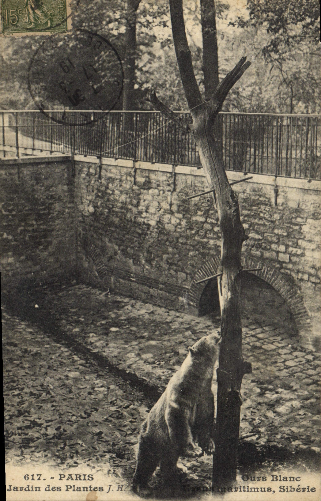 CPA Ours Paris Jardin des Plantes Ours blanc Siberie Russie Russia