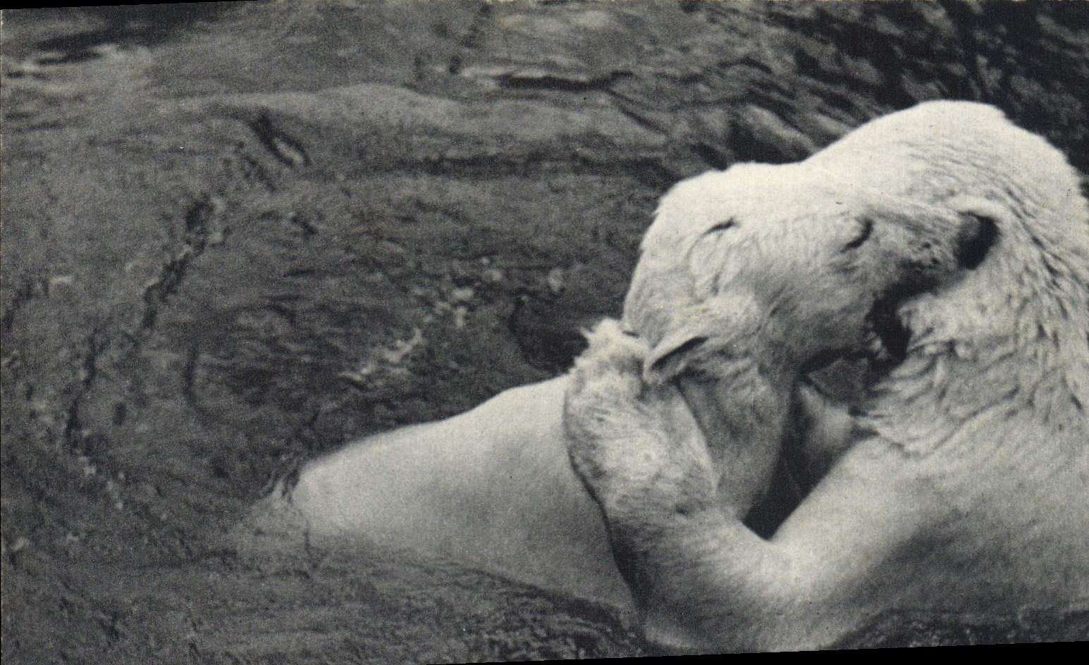 CPA Ours Parc zoologique du Bois de Vincennes Paris