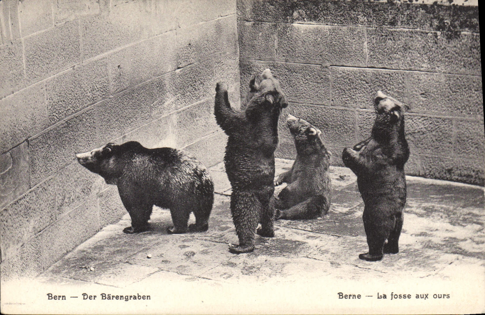 CPA Ours Bern Barengraben 