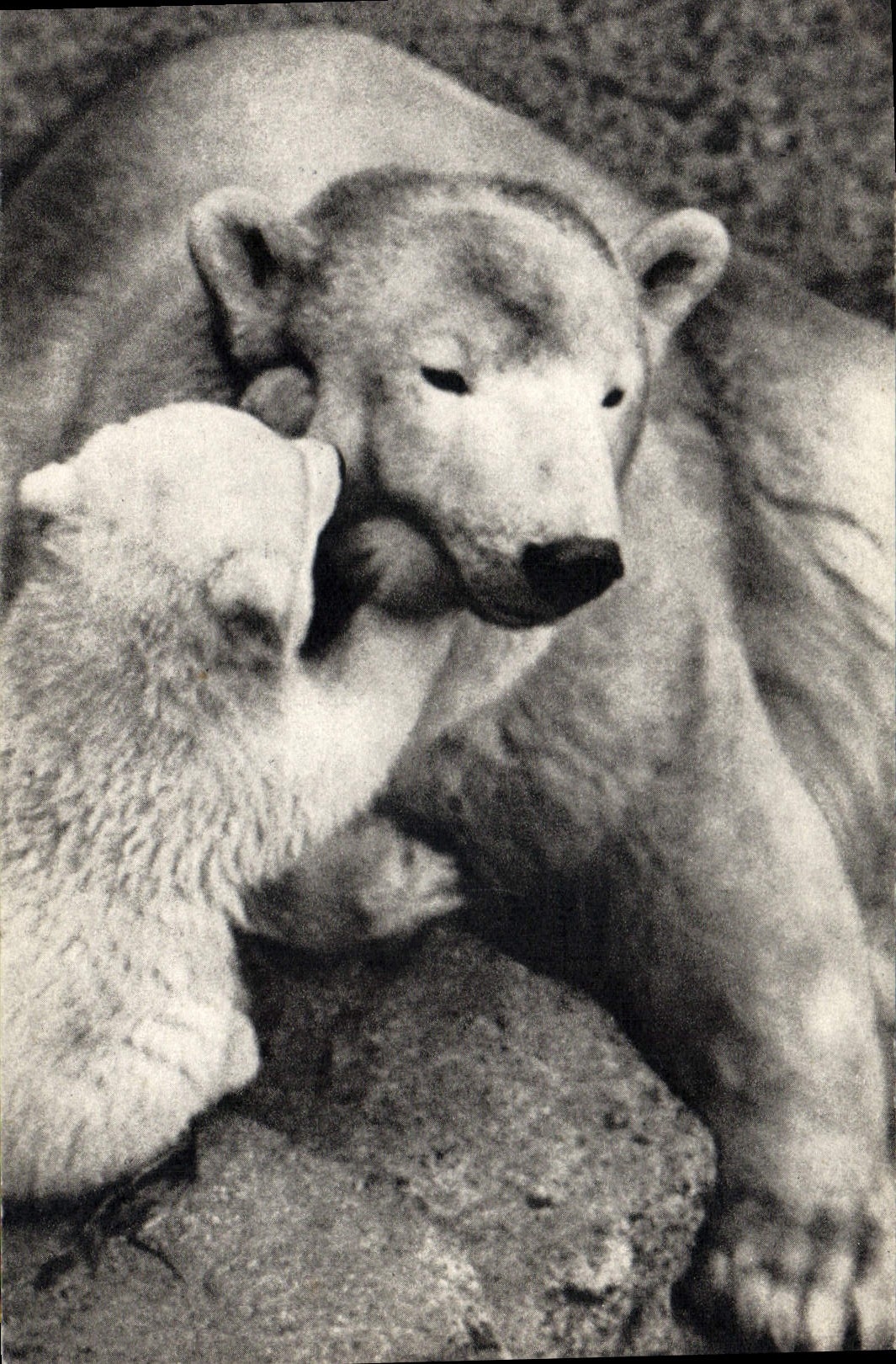 CPA Ours polaire et son petit 