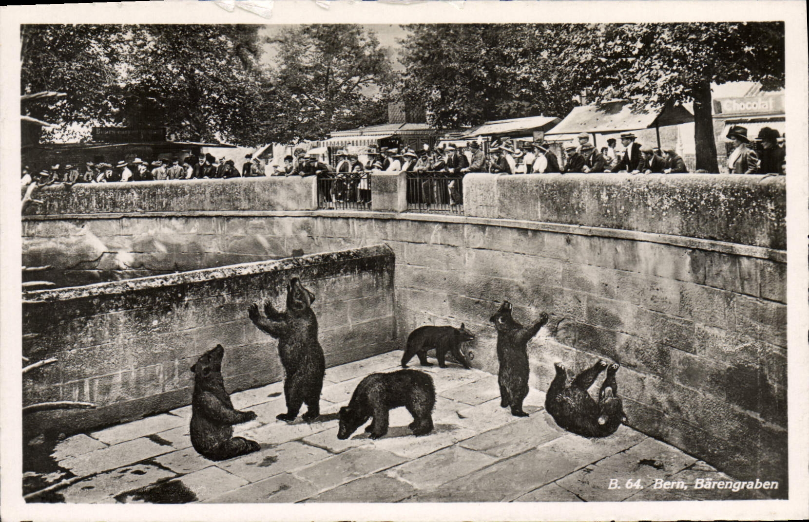 CPA Ours Bern Barengraben 