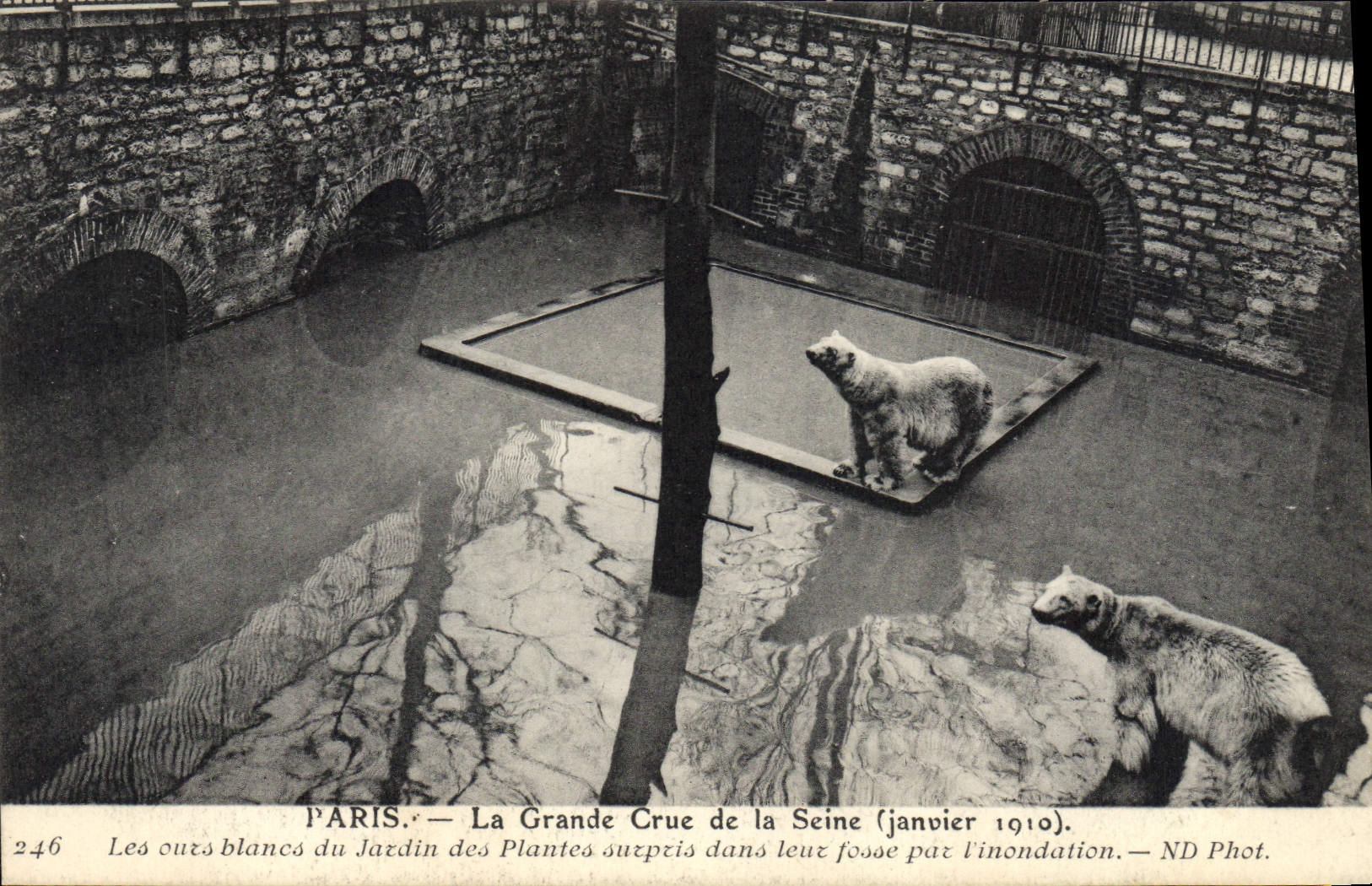 CPA Ours Paris Grande crue de la Seine Les ours blancs du jardin des plantes