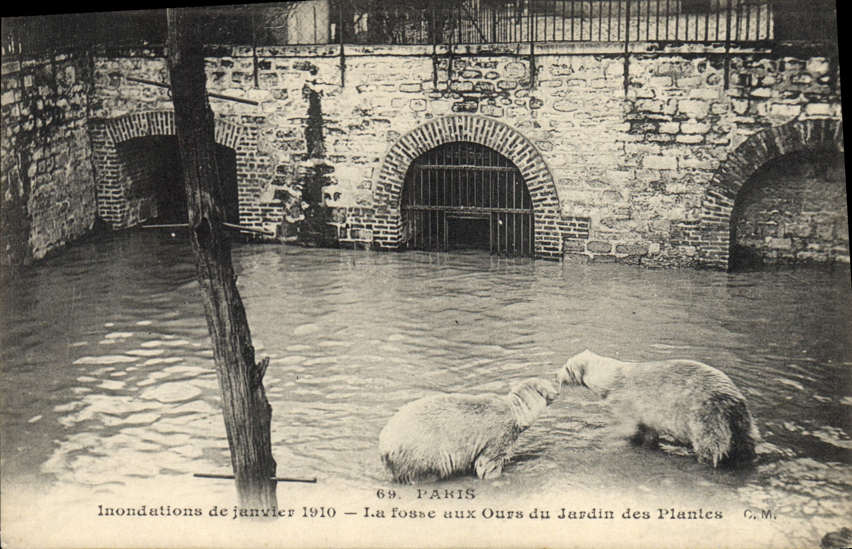 CPA Ours Paris Inondations de janvier 1910 La fosse aux ours du jardin des plantes