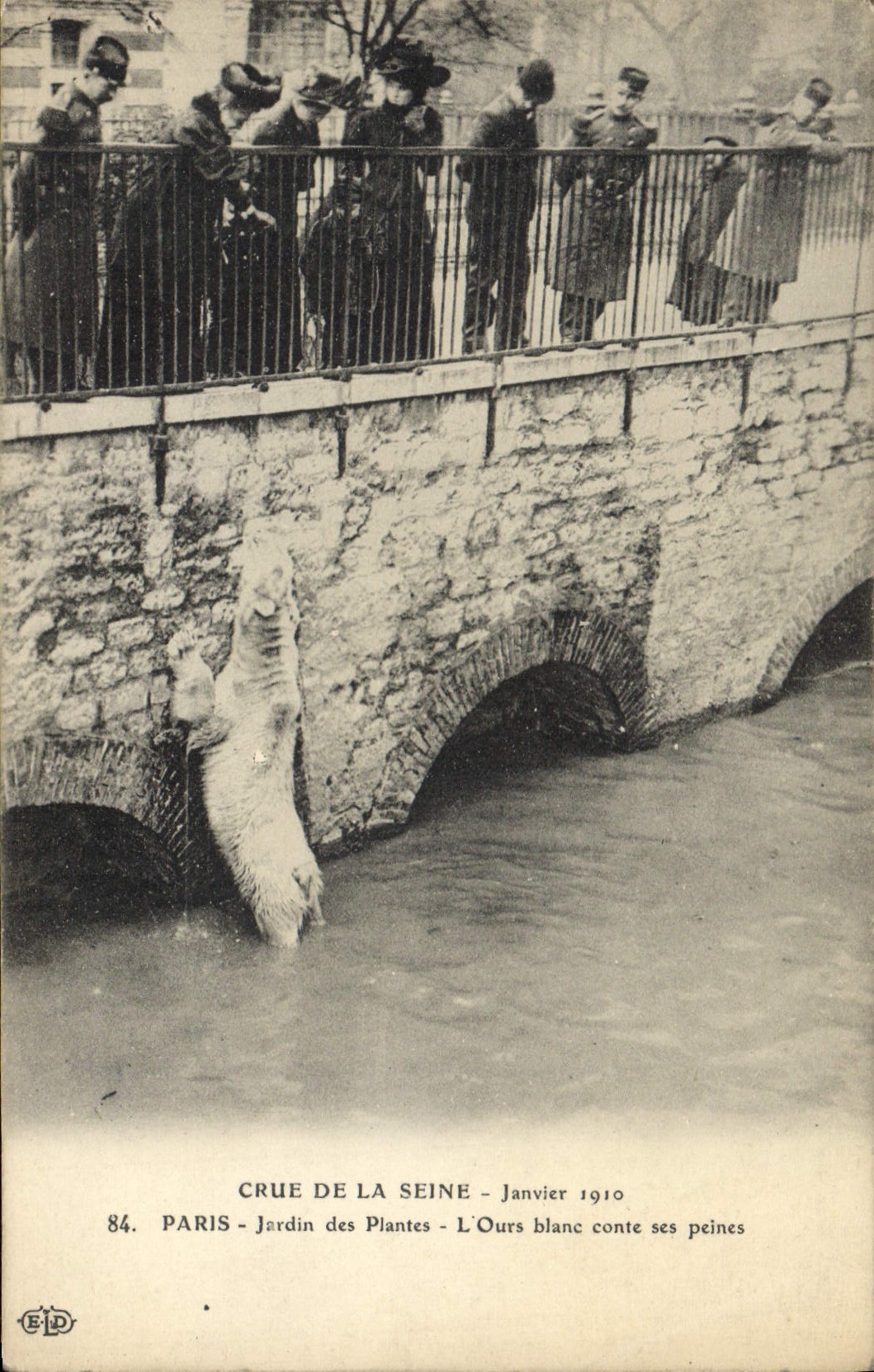 CPA Ours Crue de la Seine Paris Jardin des plantes Martin conte ses peines Janvier 1910