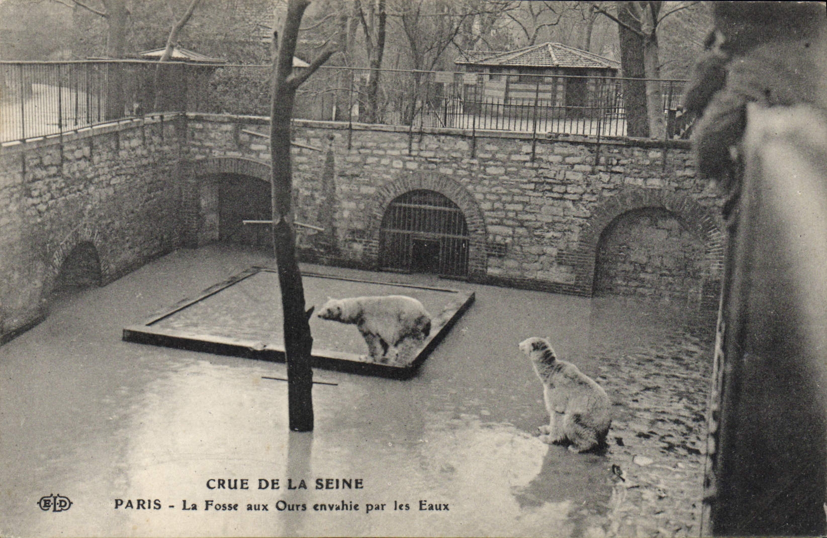 CPA Ours Crue de la Seine Paris La fosse aux ours envahie par les eaux