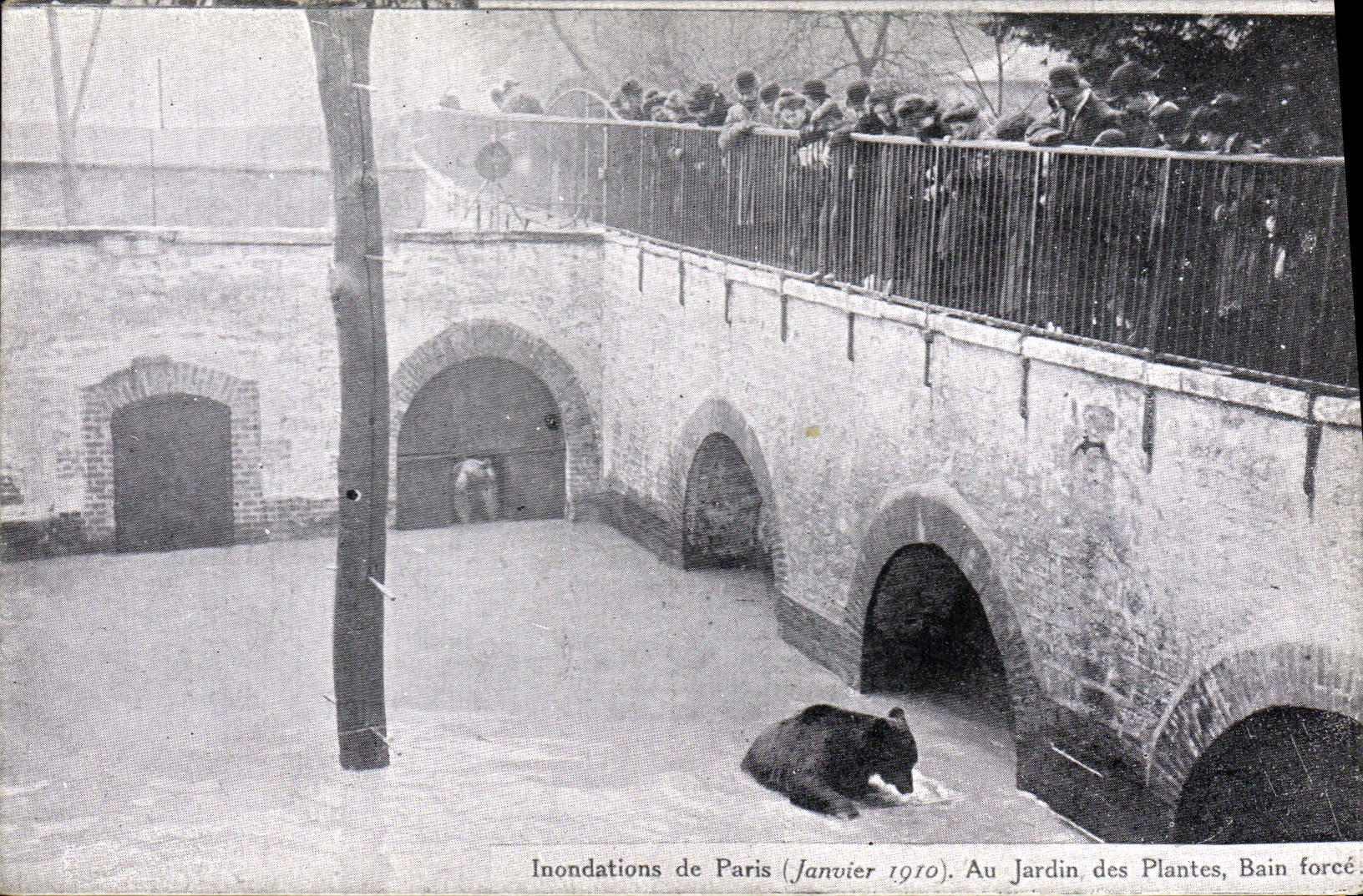 CPA Ours Inondations de Paris Au jardin des plantes Bain force