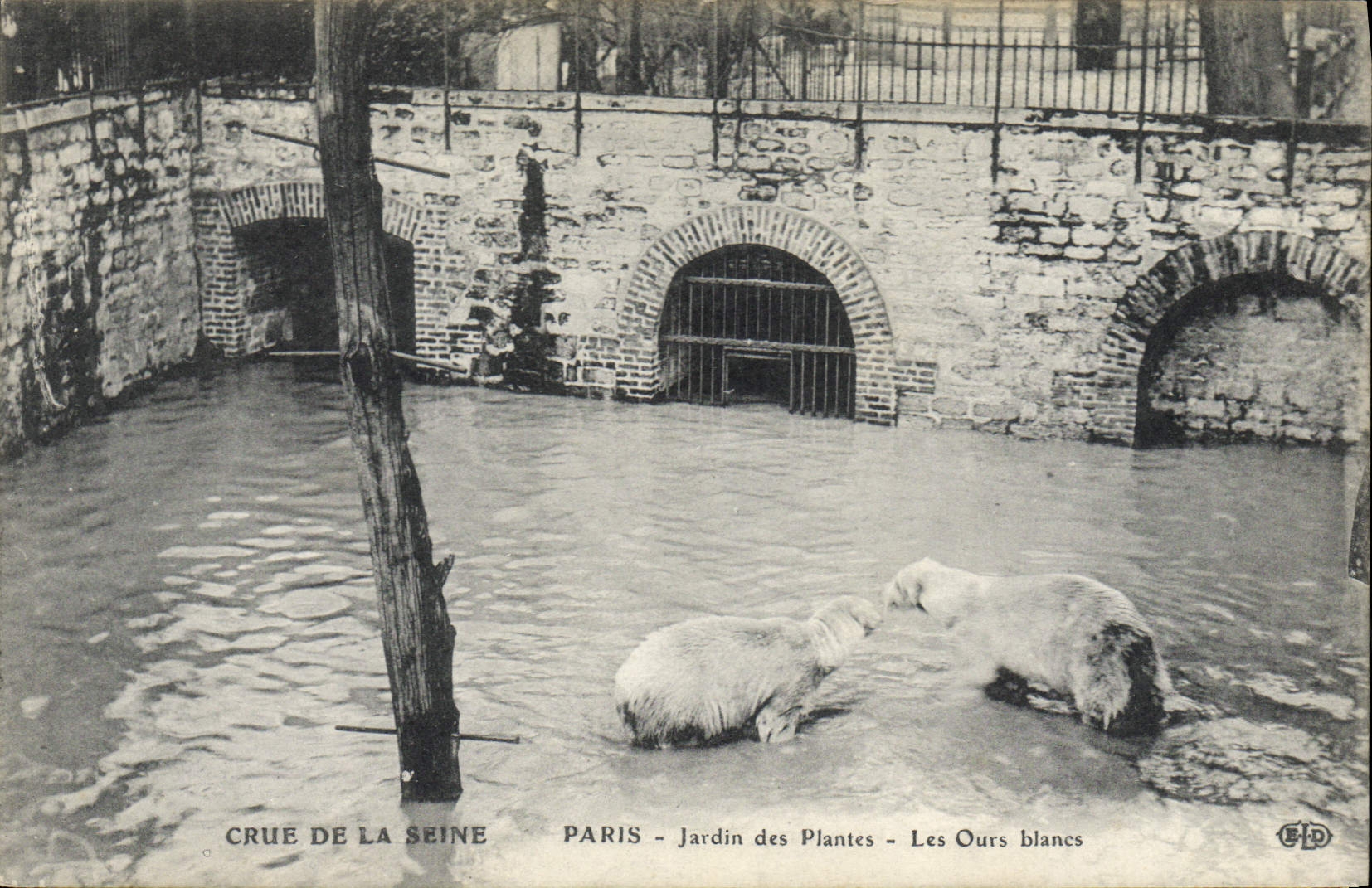 CPA Ours Crue de la Seine Paris Jardin des Plantes Les ours blancs