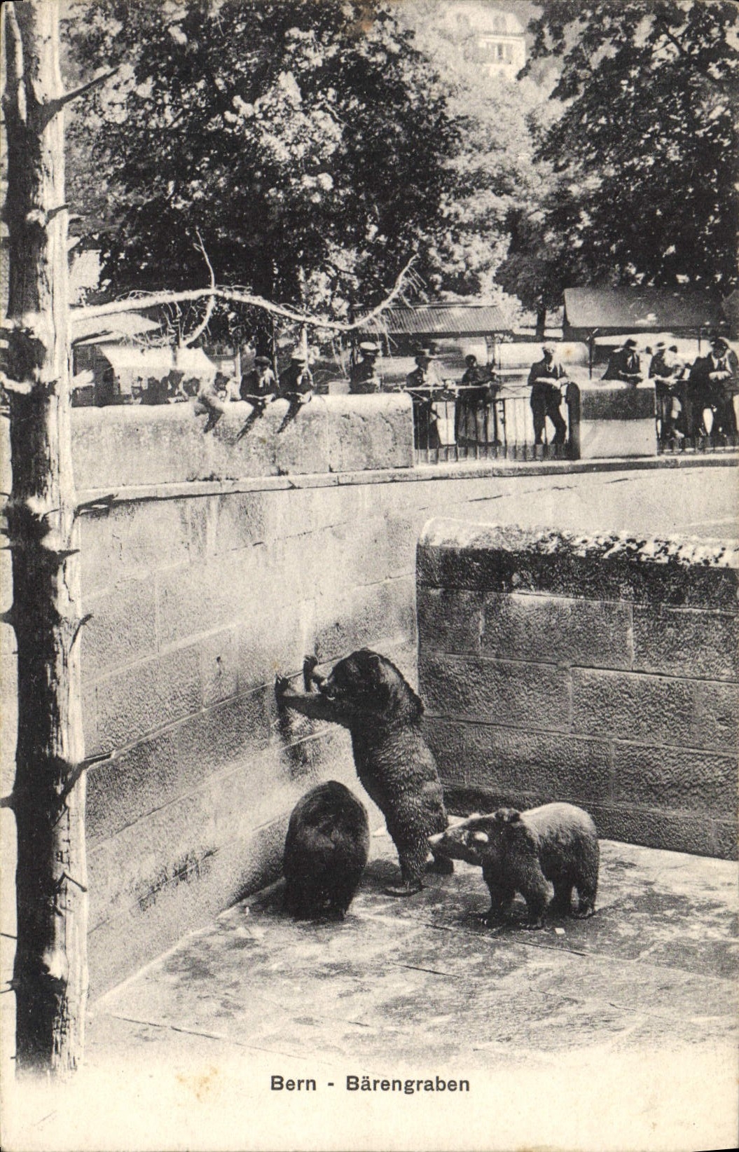CPA Ours Bern Barengraben